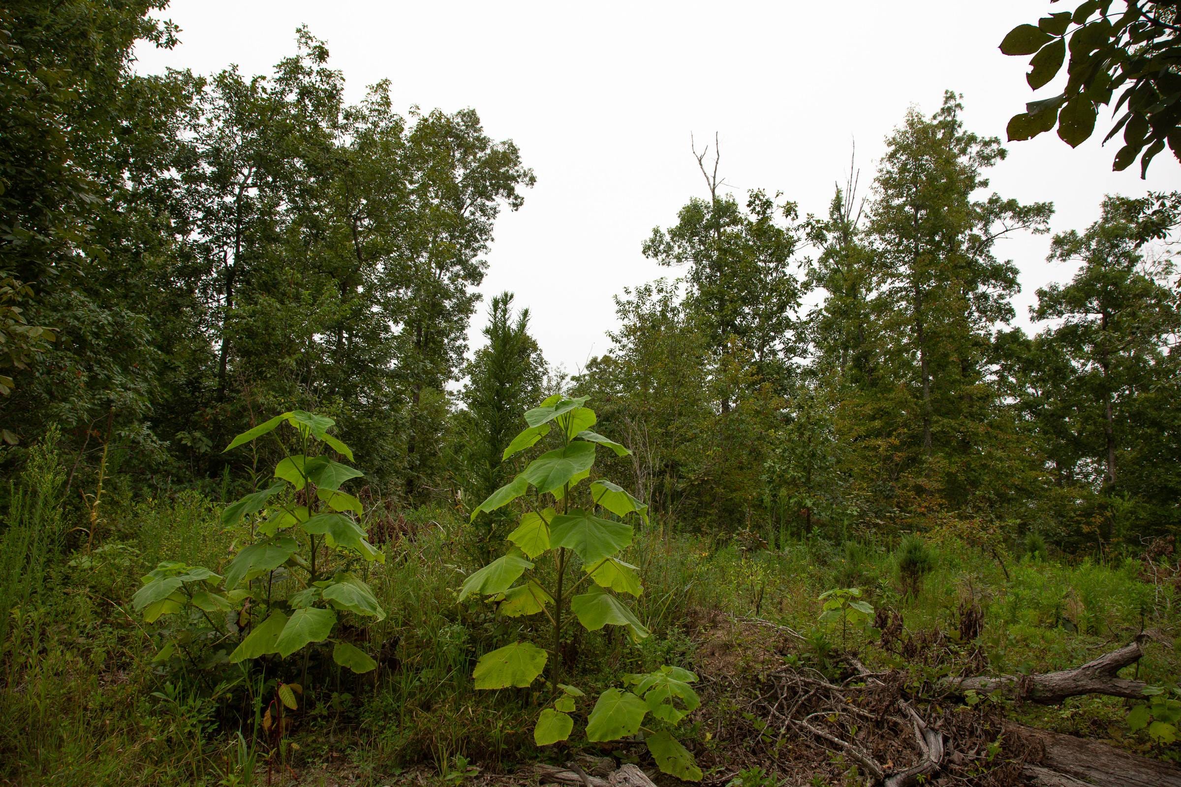 Borgmann’s Hollow Phase II Tract 45 photo 4