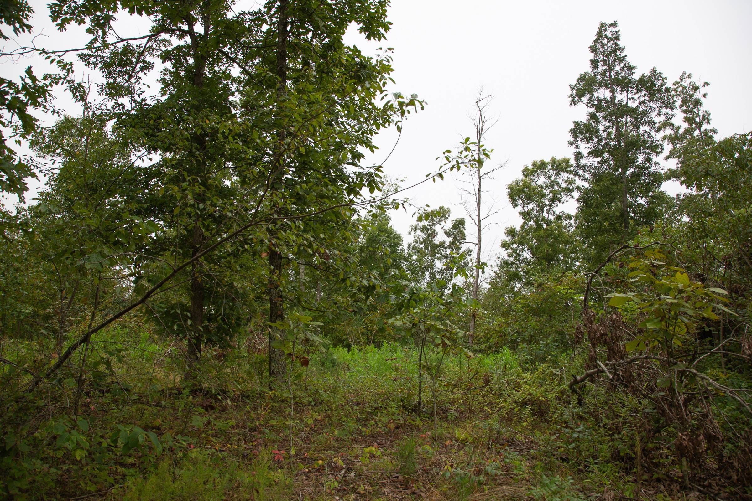 Borgmann’s Hollow Phase II Tract 45 photo 5