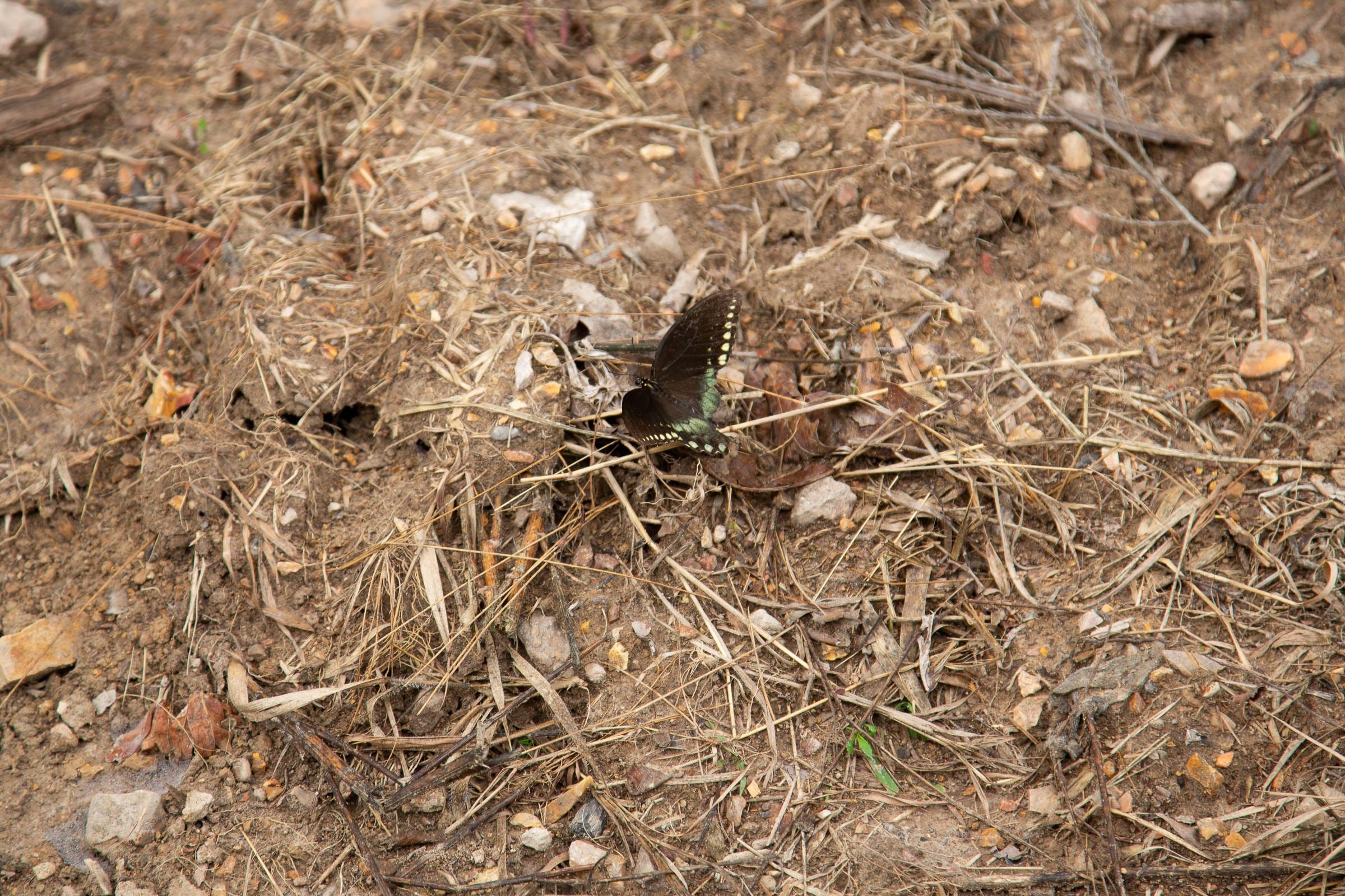 Borgmann’s Hollow Phase II Tract 45 photo 6