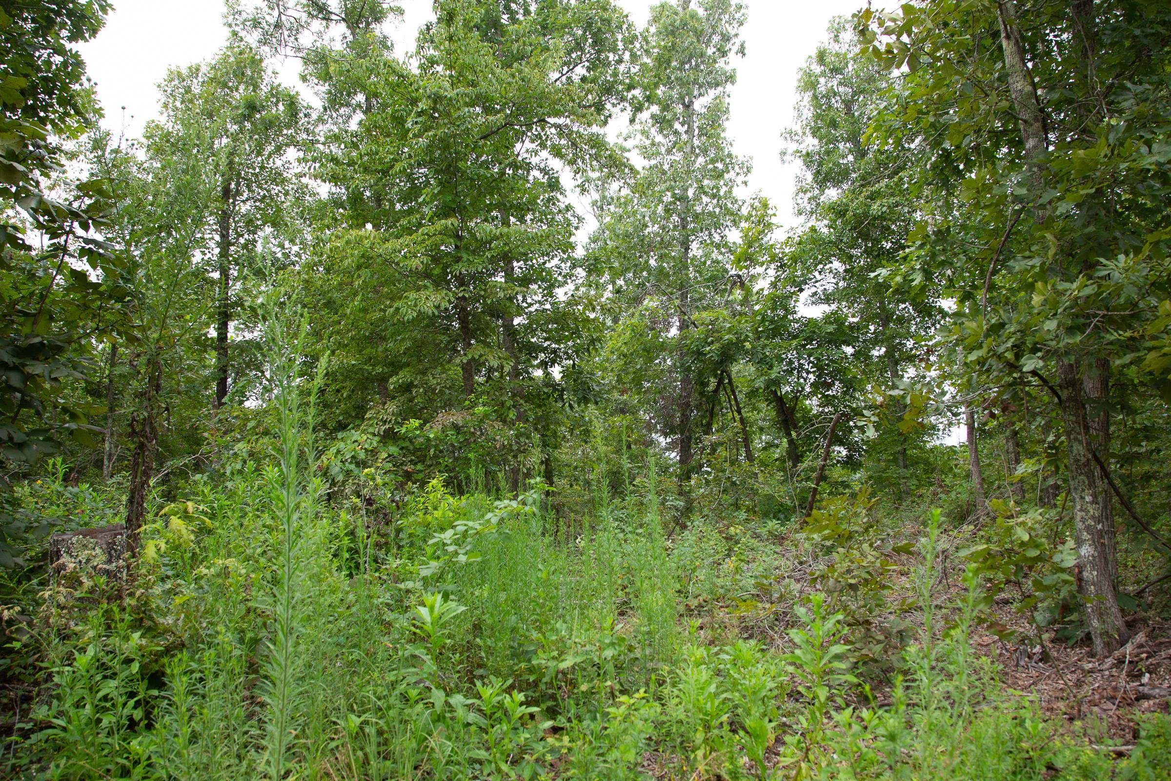 Borgmann’s Hollow Phase II Tract 45 photo 8