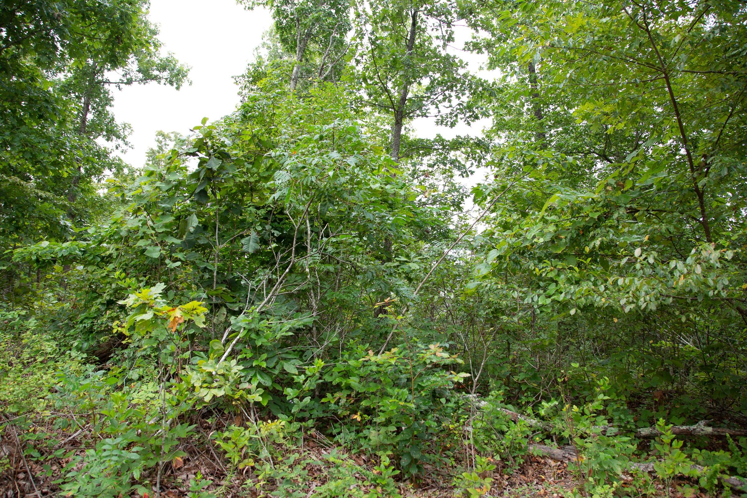 Borgmann’s Hollow Phase II Tract 45 photo 10