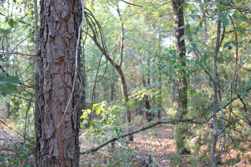Lake View Ranch Tract 22 photo 1