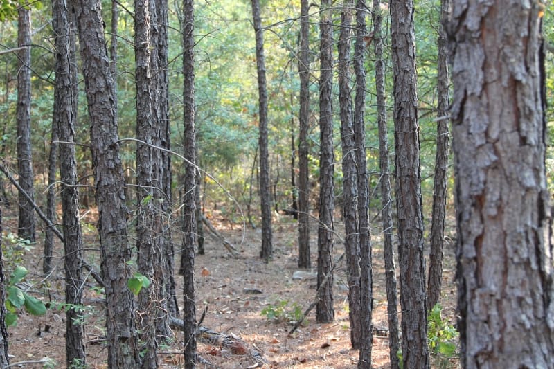 Lake View Ranch Tract 22 photo 5