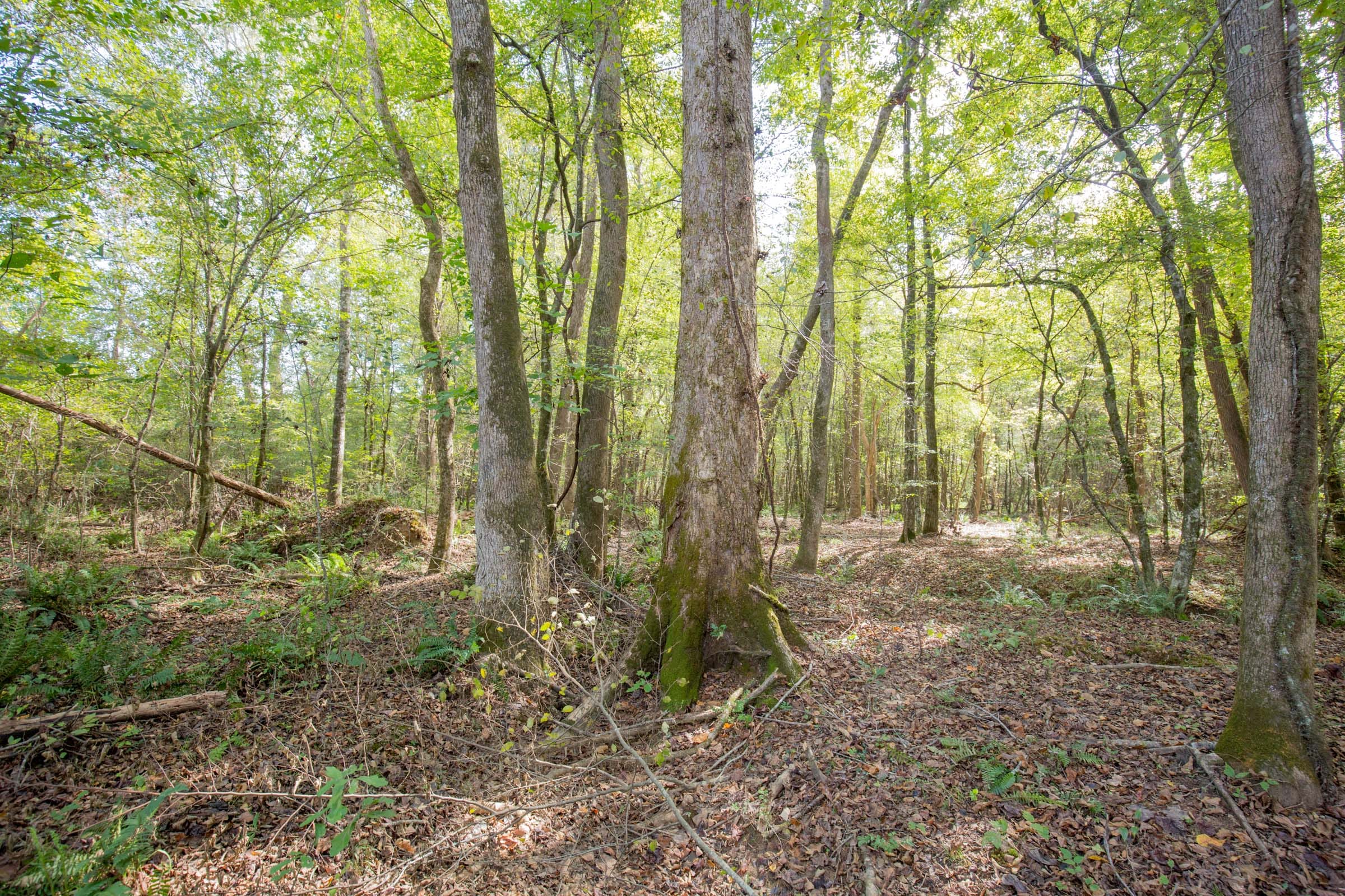 Sky Ranch Tract 8 photo 8