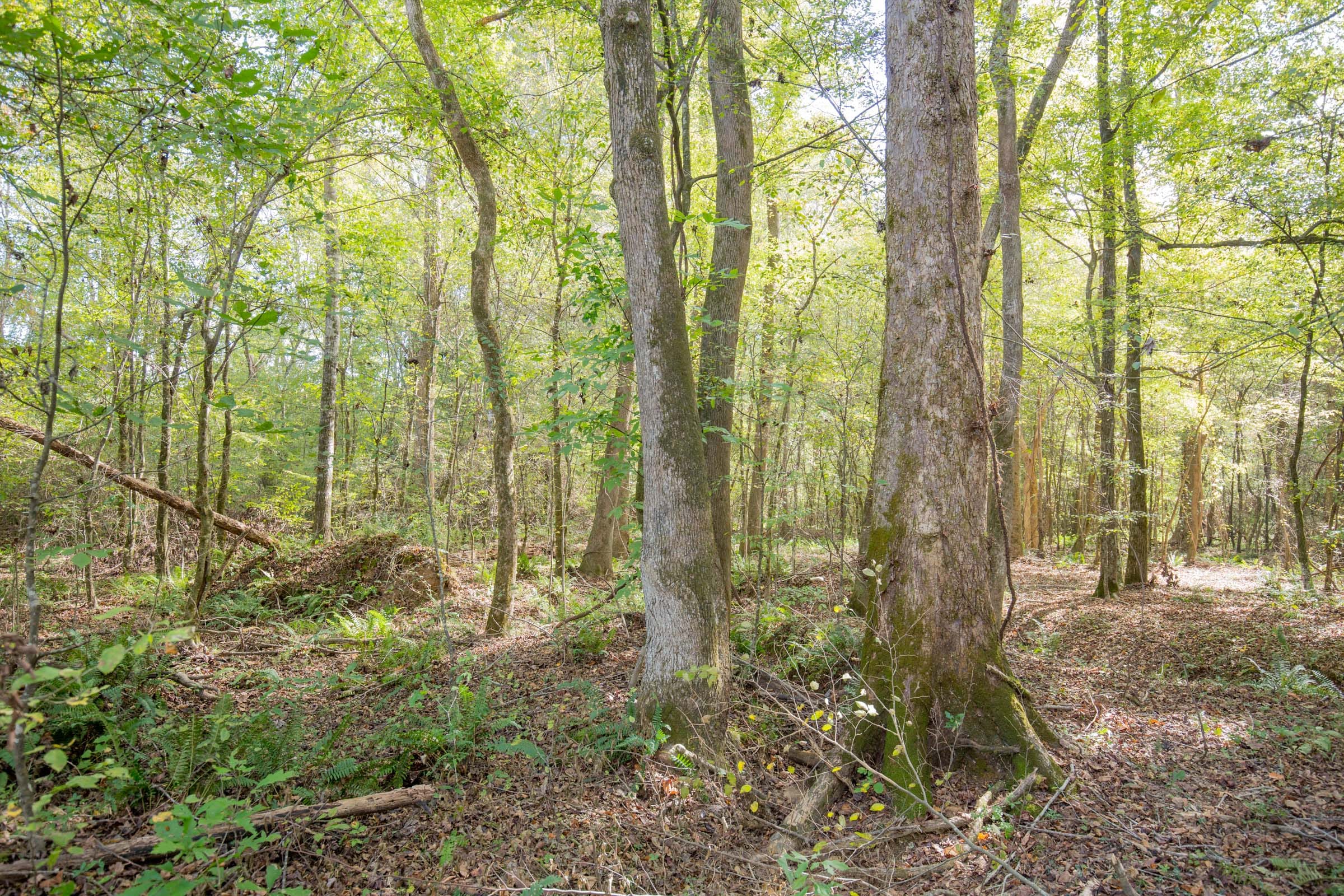 Sky Ranch Tract 8 photo 7