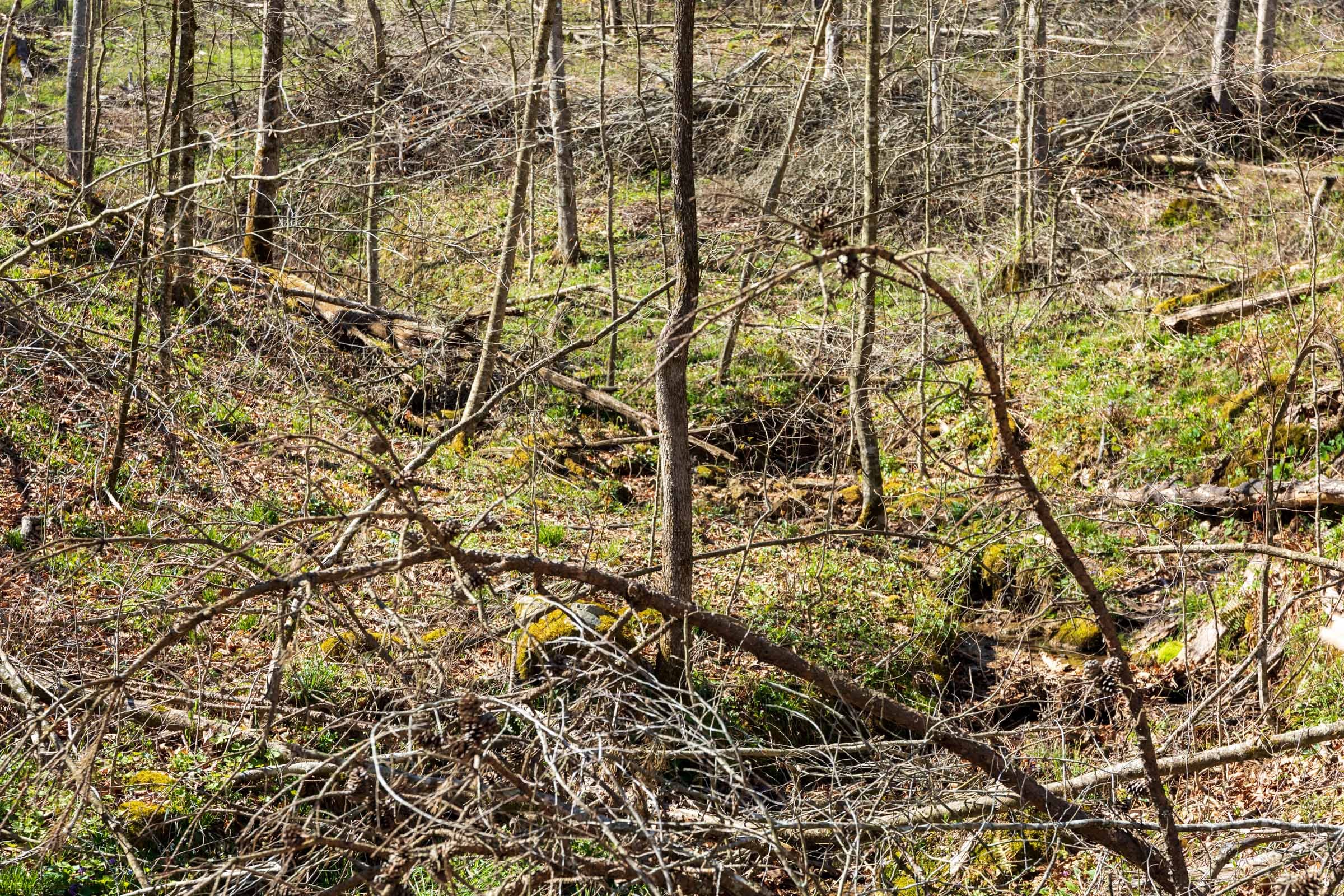 Creek Hollow Phase I Tract 44 photo 7