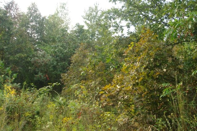 Sugartree Falls Tract 16 photo 3