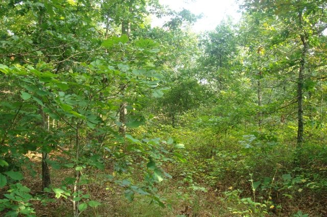 Sugartree Falls Tract 16 photo 4