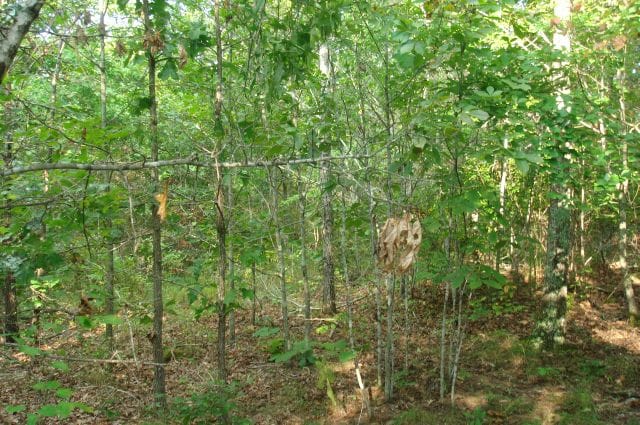 Sugartree Falls Tract 16 photo 5