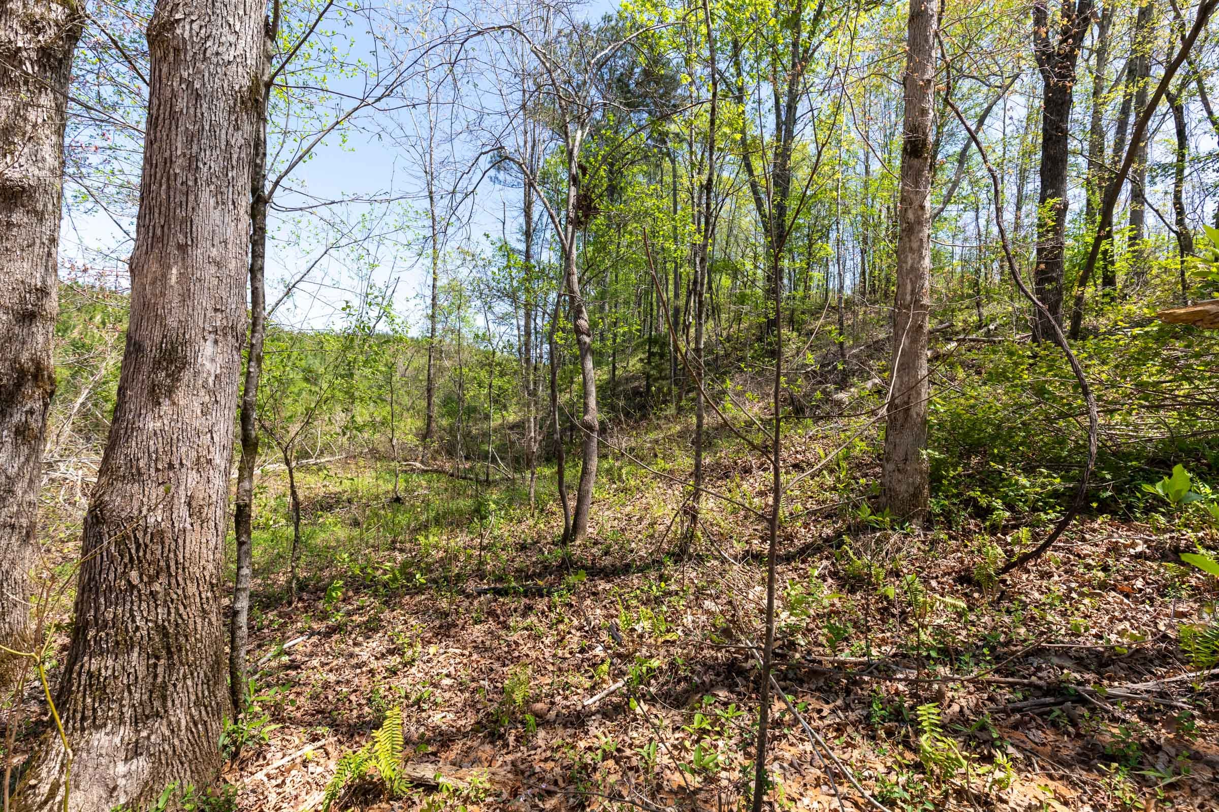 Clear Wood Tract 50 photo 6