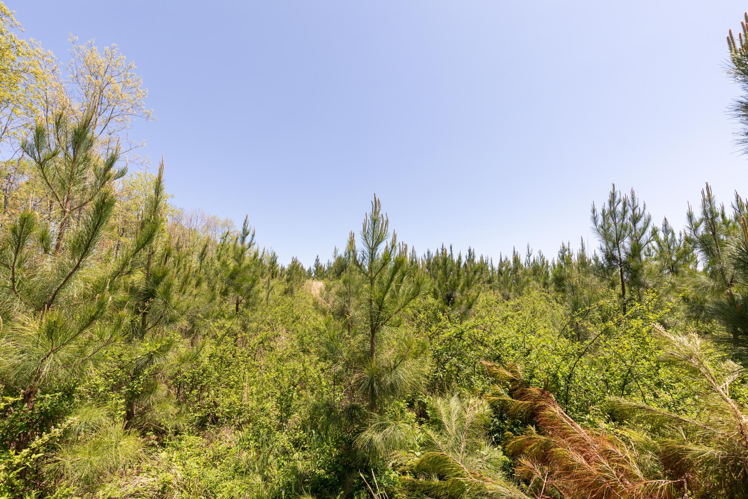 Clear Wood Tract 50 photo 7