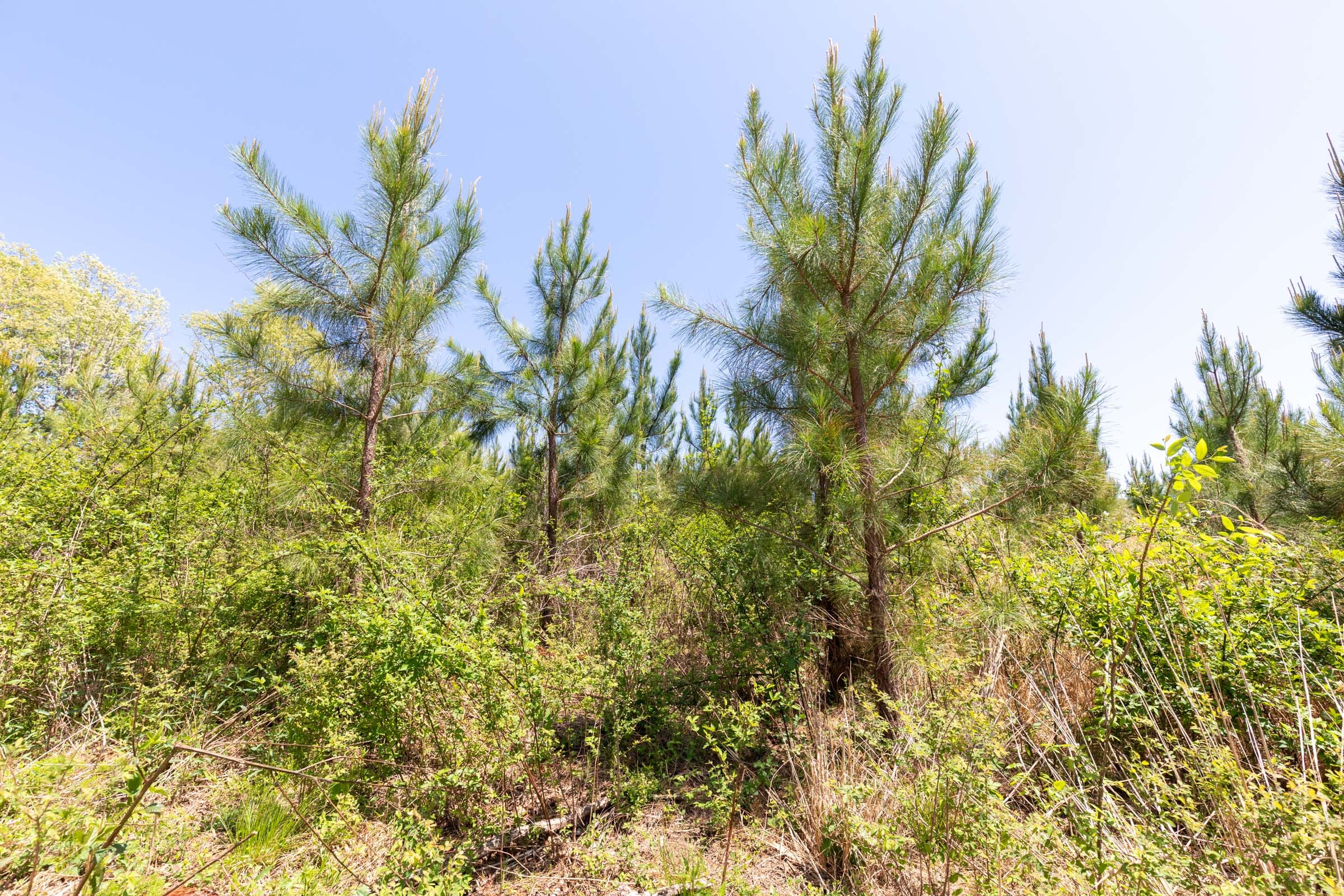 Clear Wood Tract 50 photo 8
