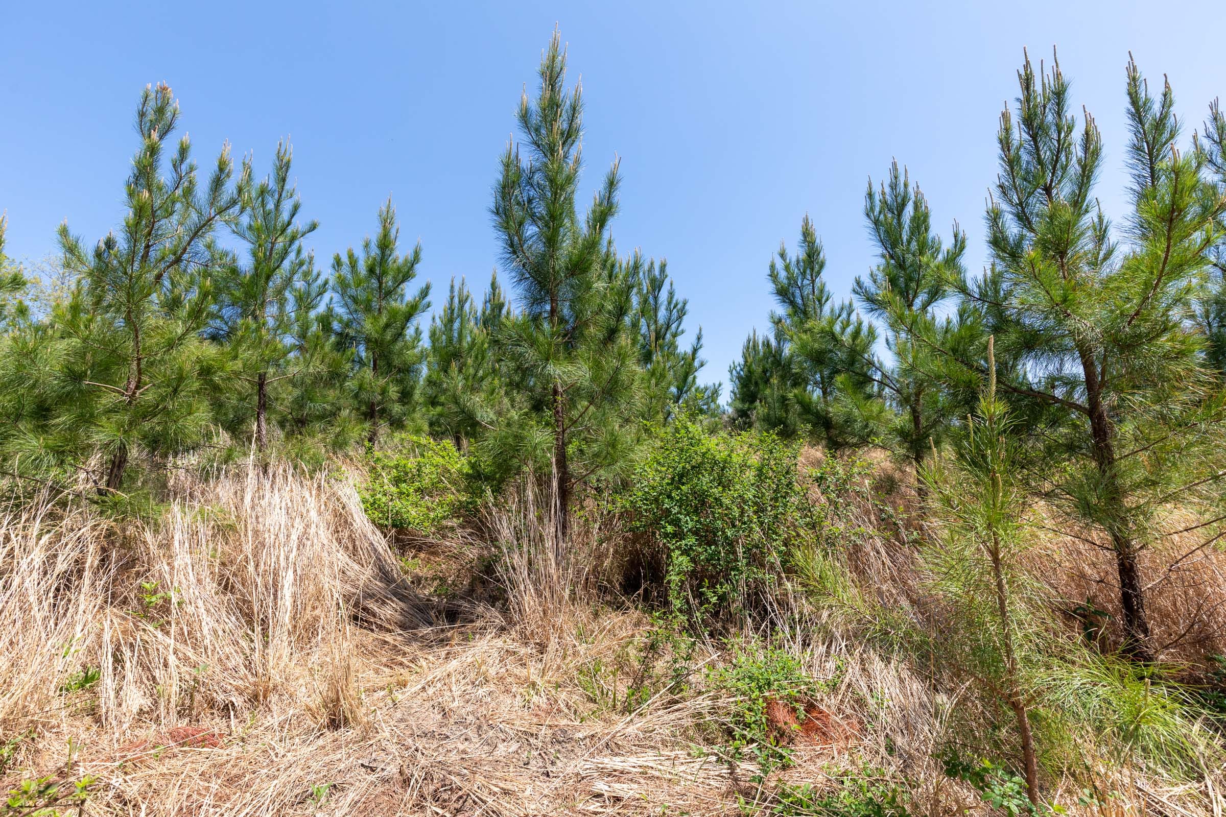 Clear Wood Tract 50 photo 9