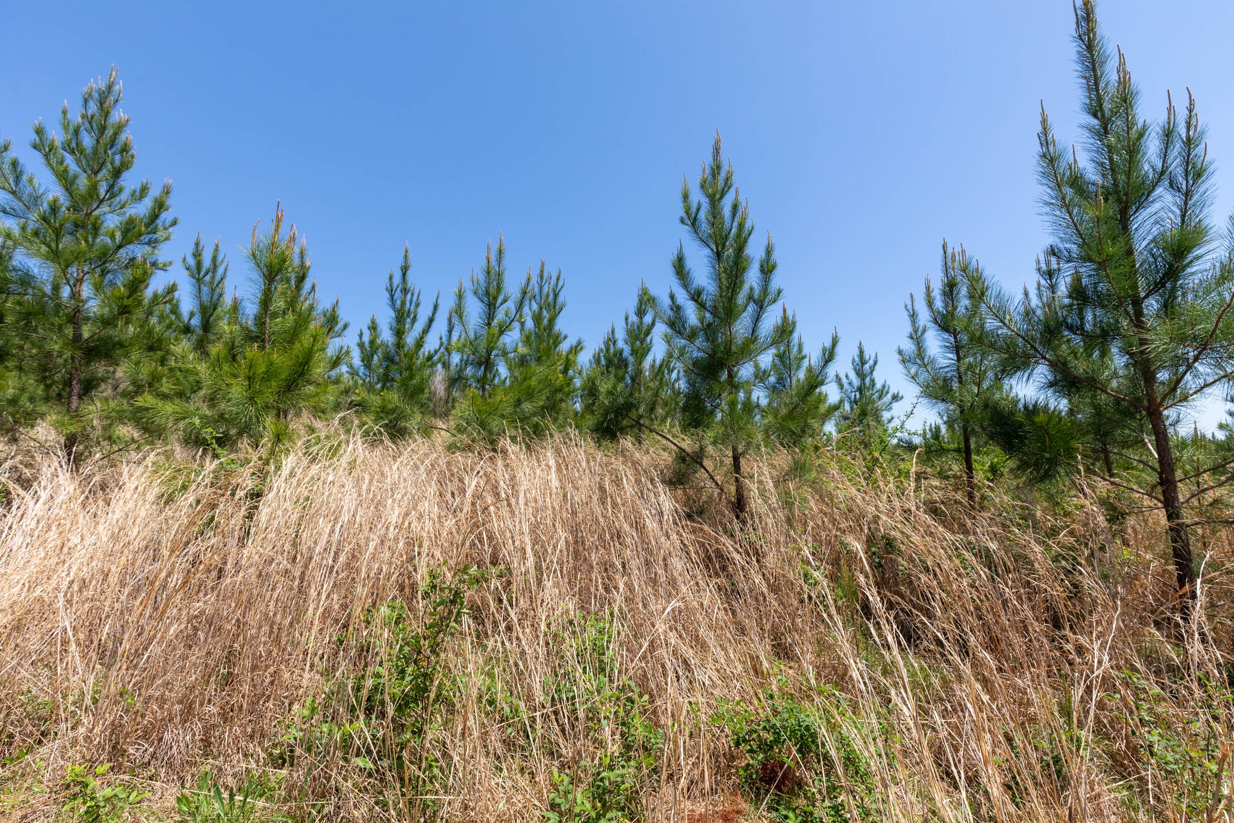 Clear Wood Tract 50 photo 10