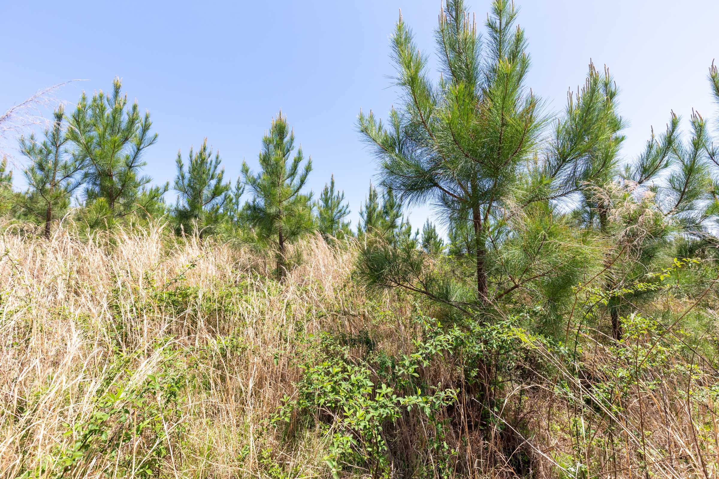 Clear Wood Tract 50 photo 12
