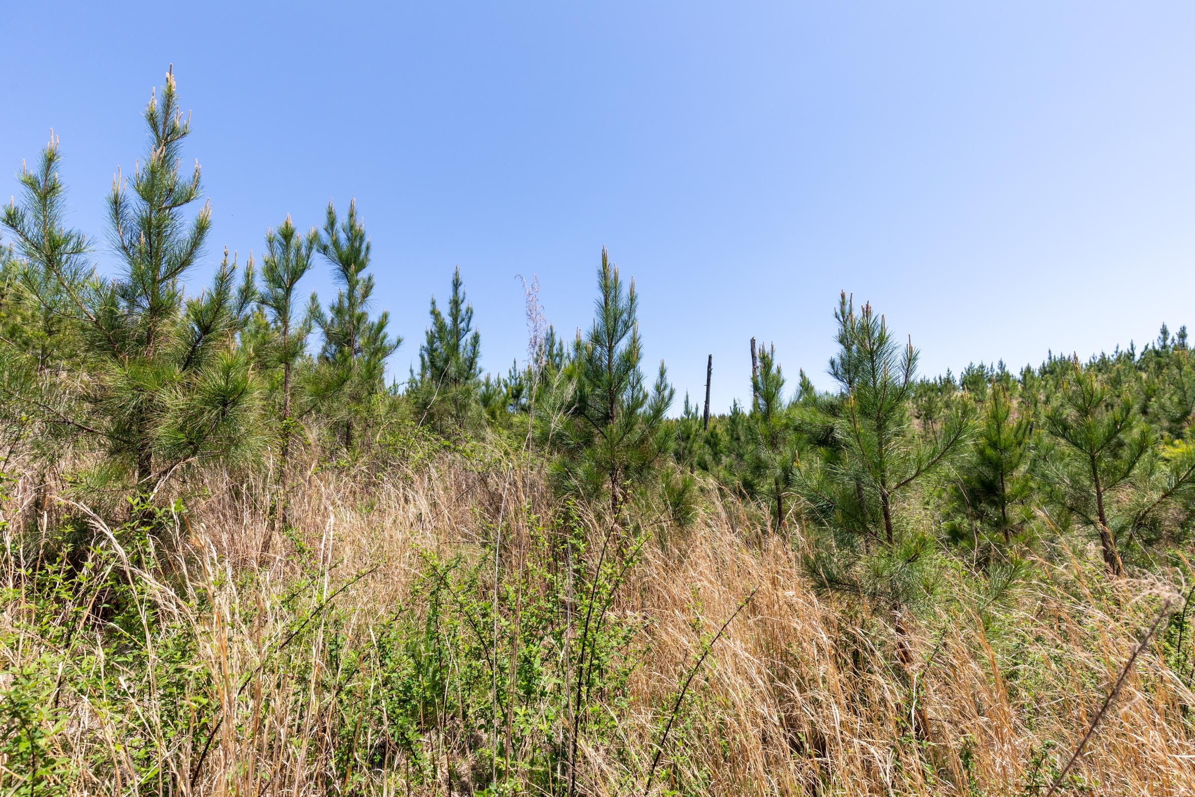 Clear Wood Tract 50 photo 13