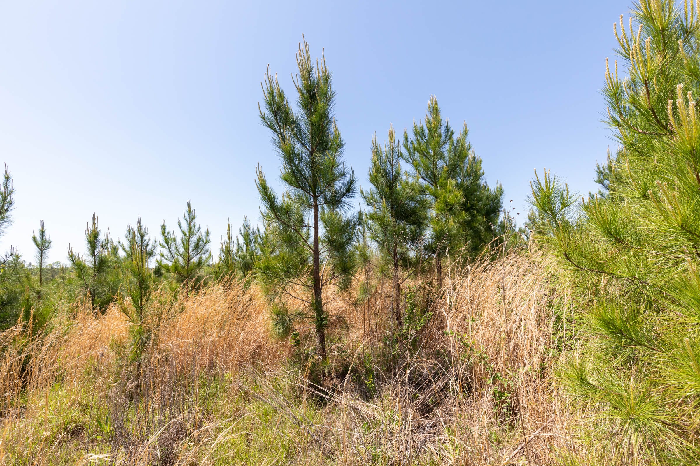 Clear Wood Tract 50 photo 17
