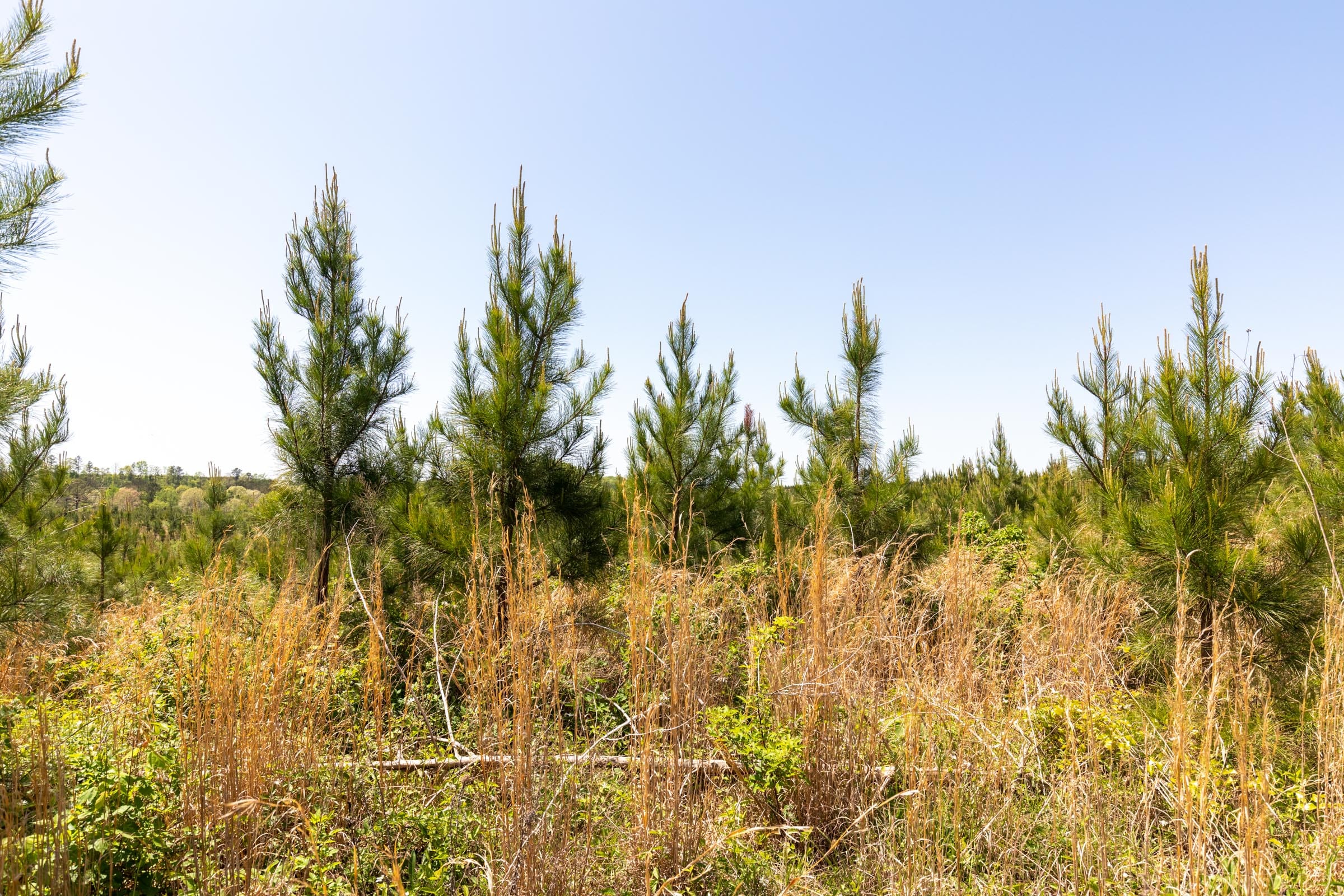 Clear Wood Tract 50 photo 21