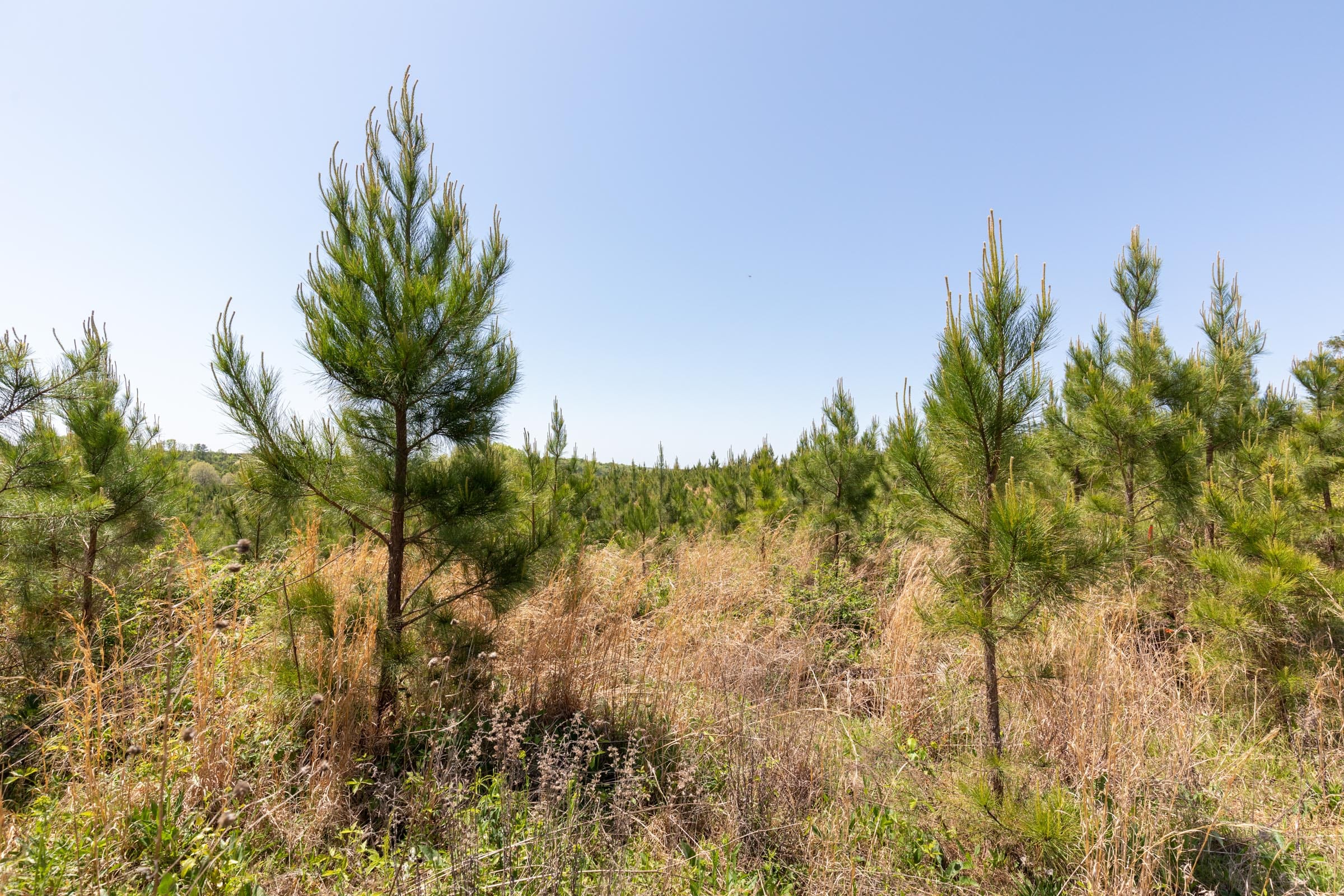 Clear Wood Tract 50 photo 22
