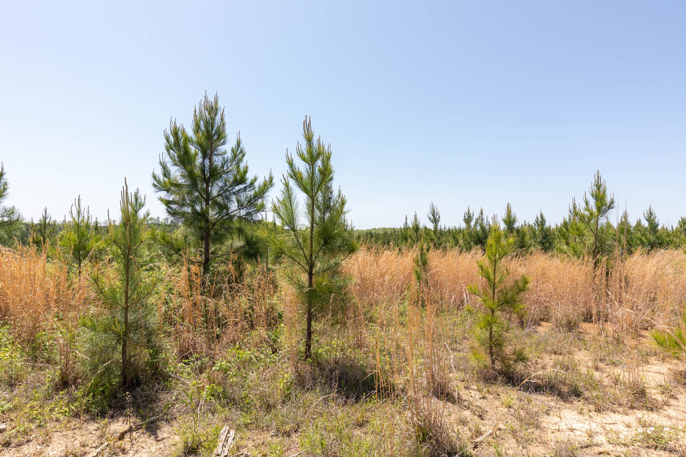 Clear Wood Tract 50 photo 24