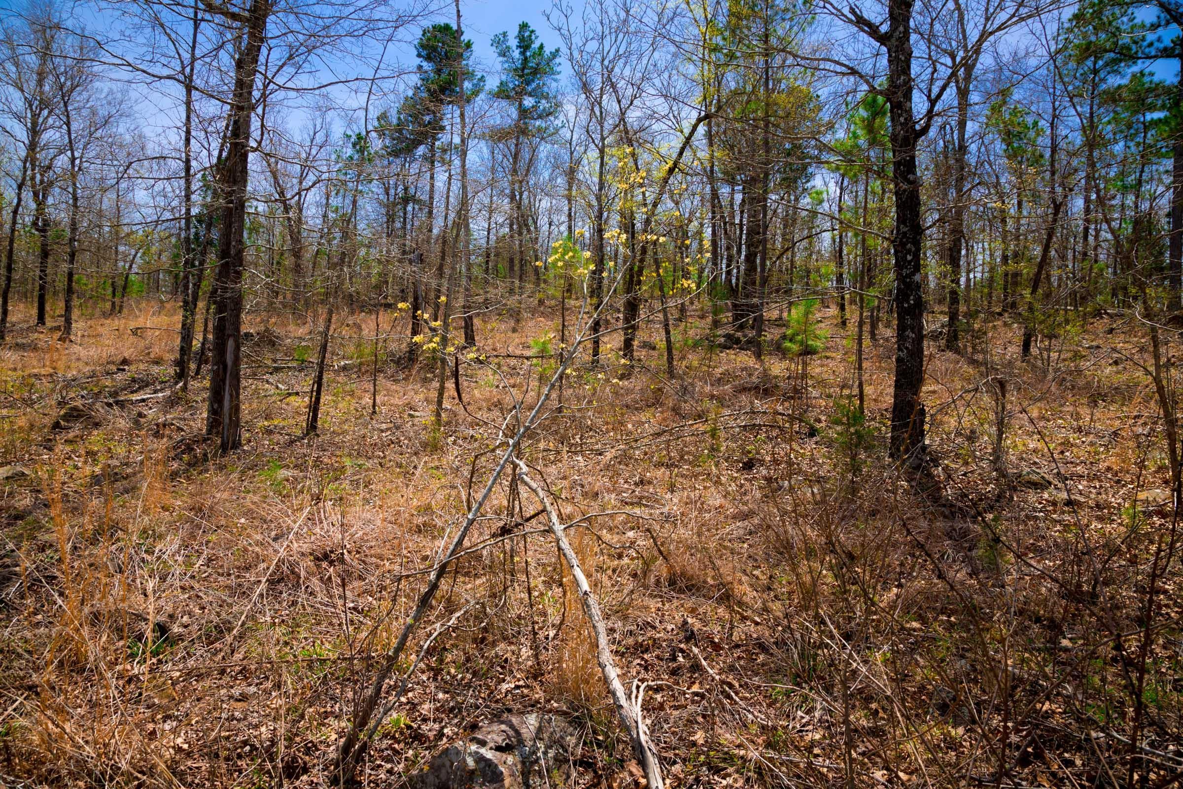 Stone Creek Phase II Tract 193 photo 6
