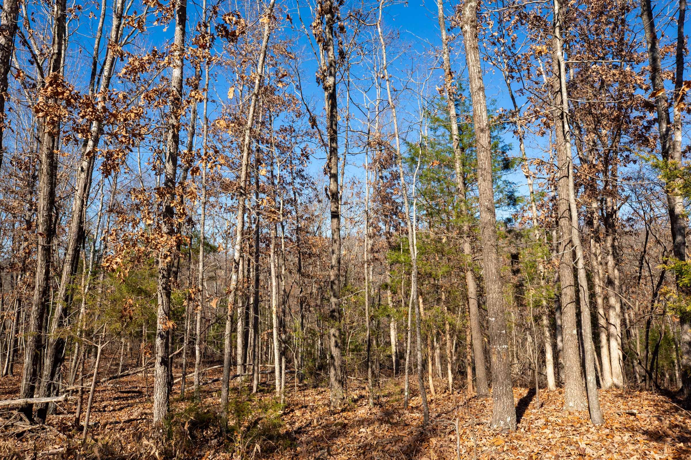 Dutchman Hollow Tract 11 photo 2