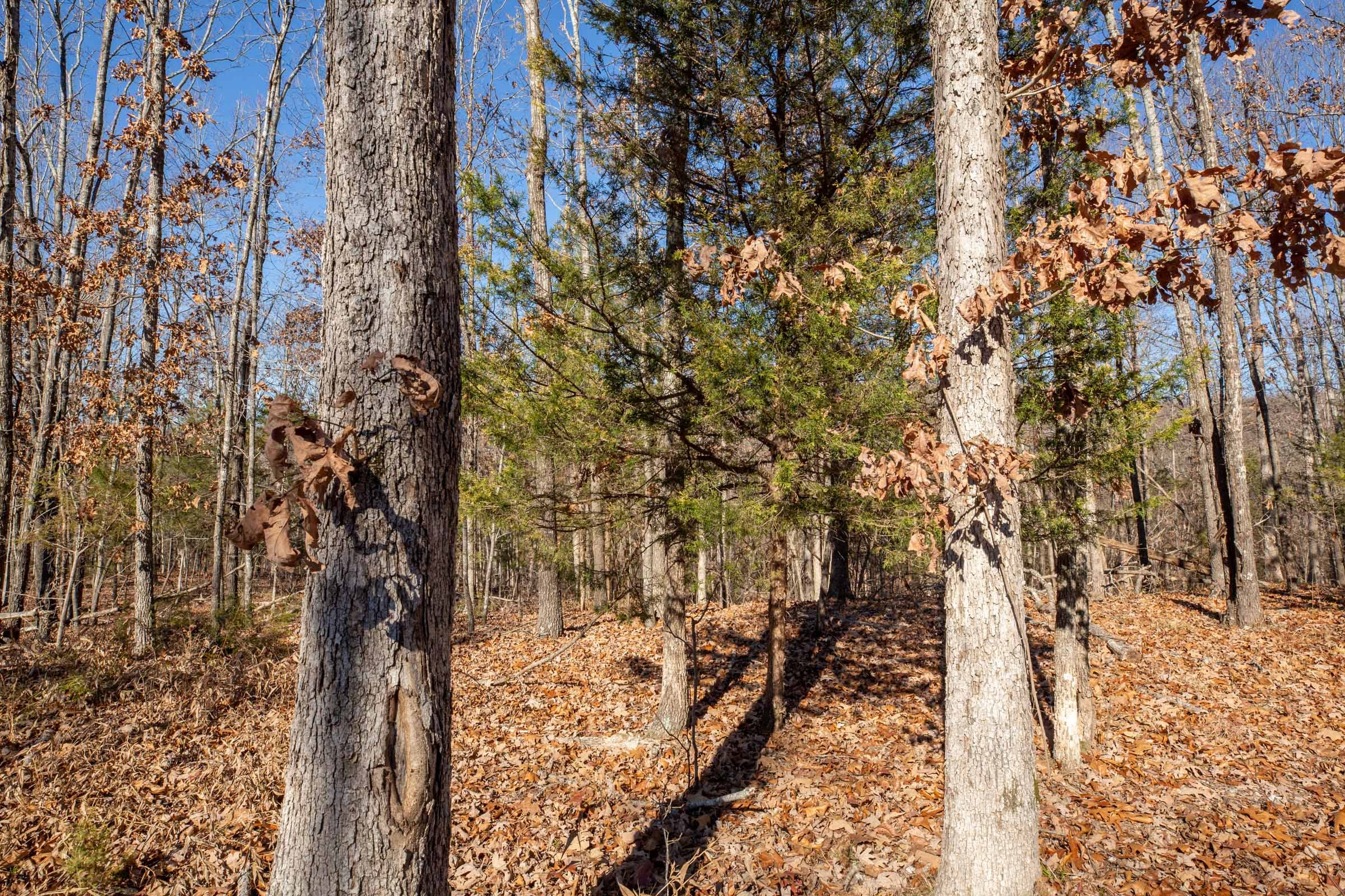 Dutchman Hollow Tract 11 photo 5