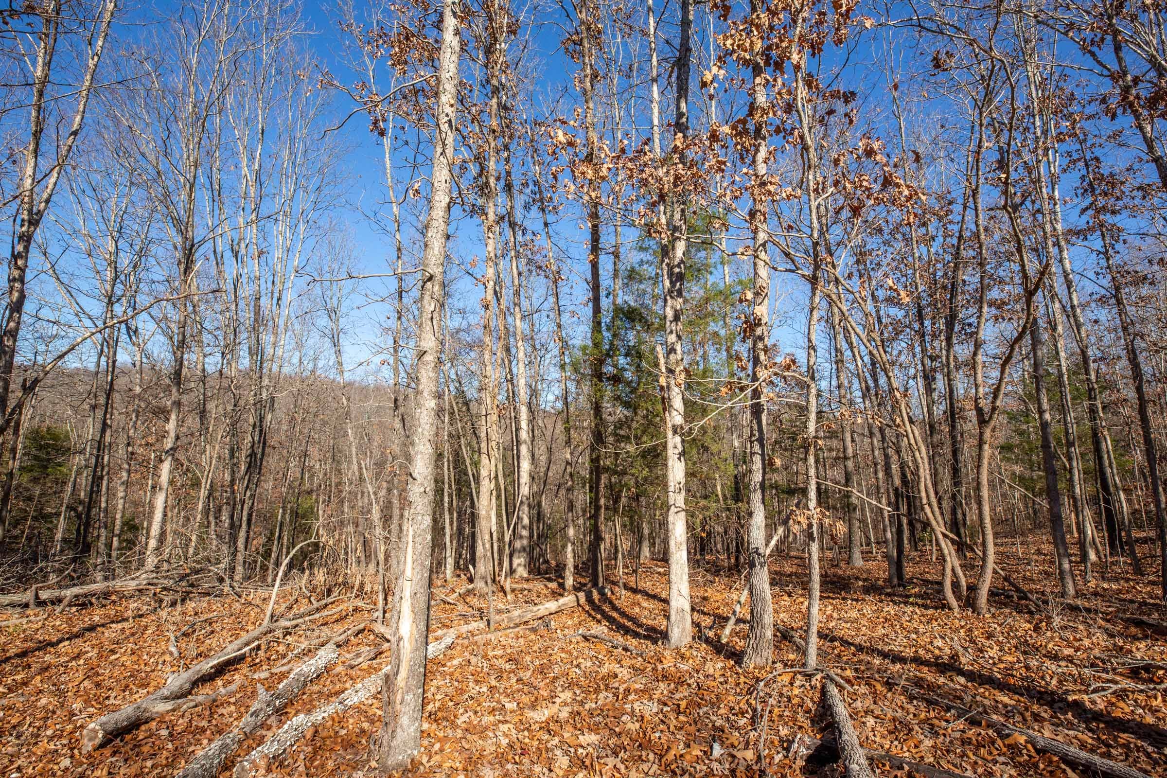 Dutchman Hollow Tract 11 photo 7