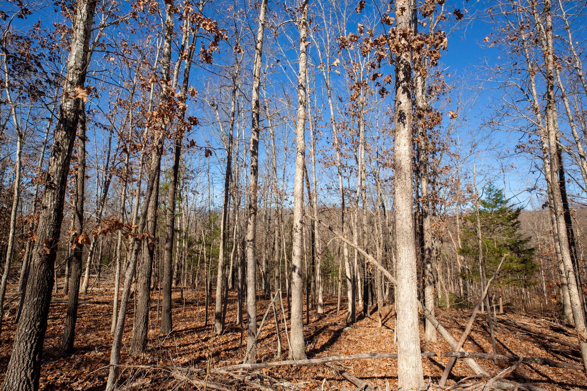 Dutchman Hollow Tract 11 photo 8