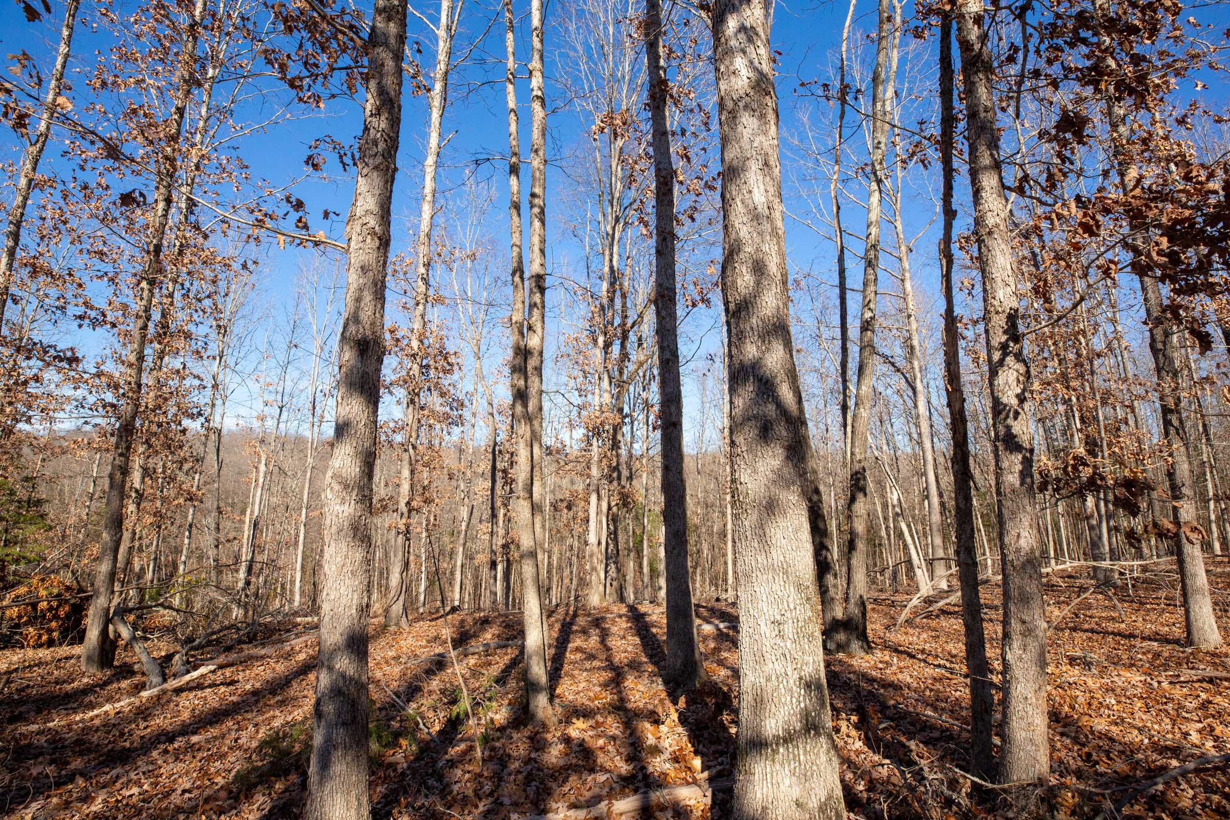 Dutchman Hollow Tract 11 photo 3