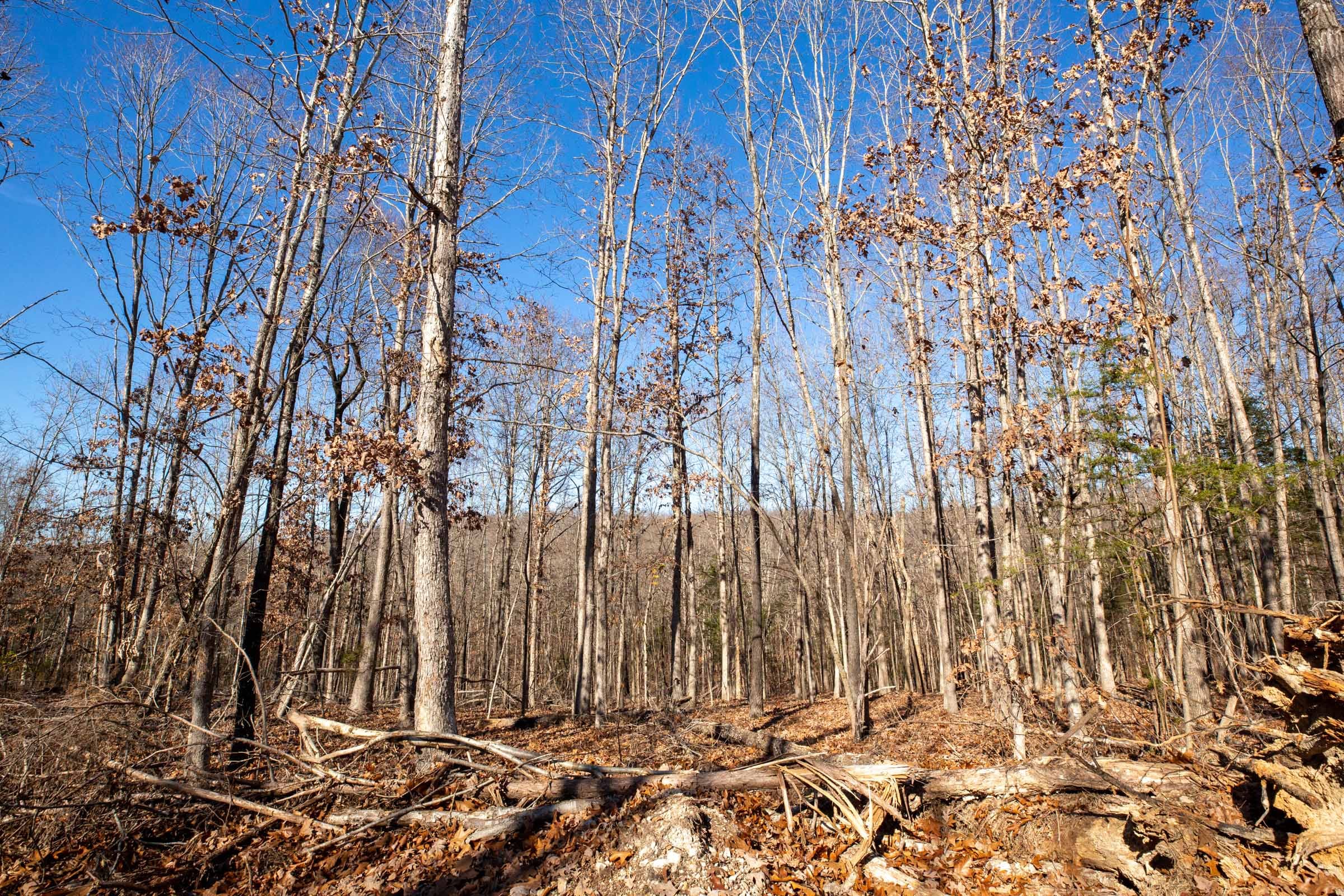 Dutchman Hollow Tract 11 photo 4