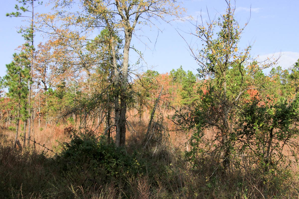 Stone Creek Phase III Tract 60 photo 2