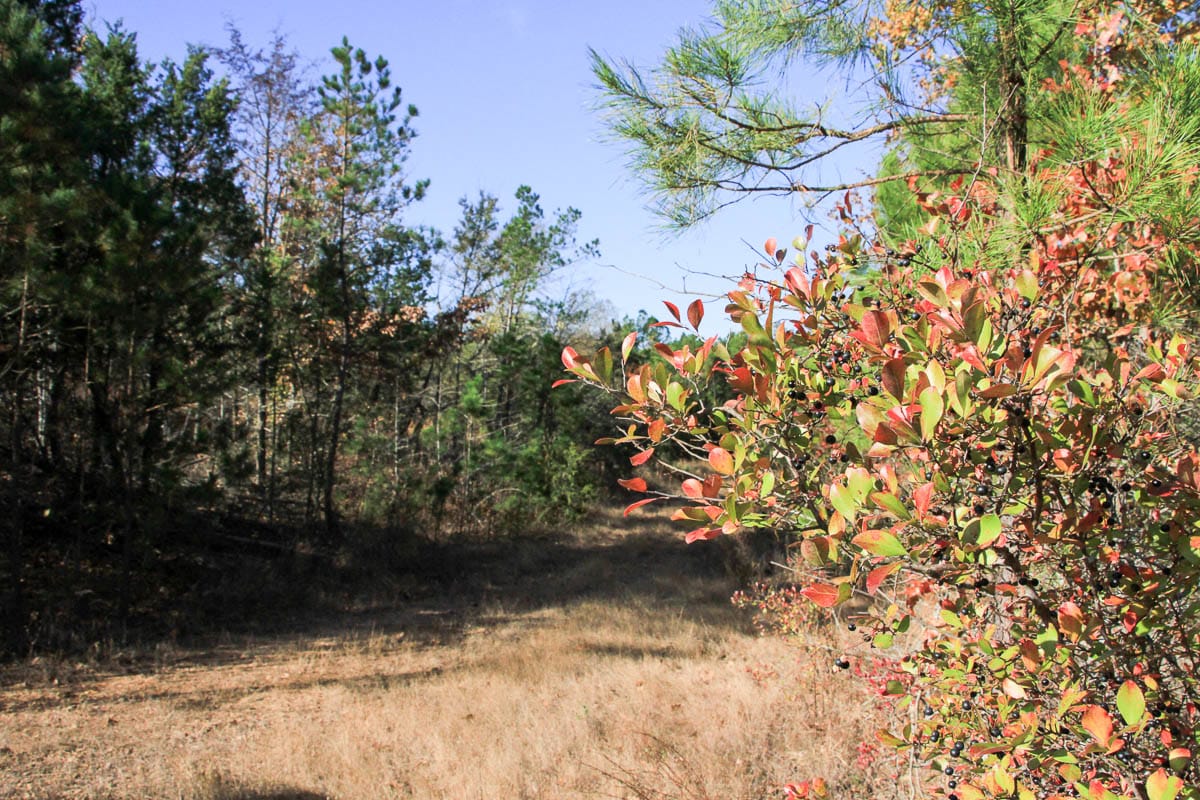 Stone Creek Phase III Tract 60 photo 9