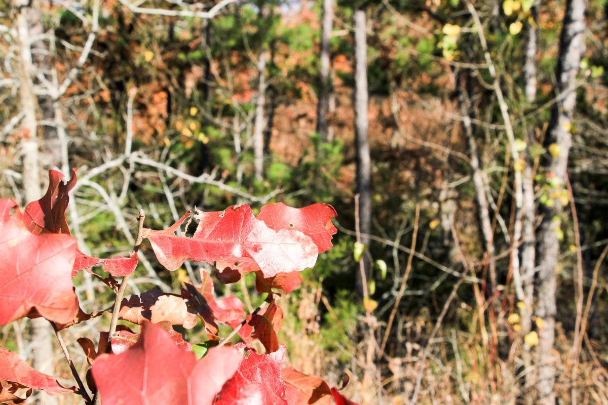 Stone Creek Phase III Tract 60 photo 10