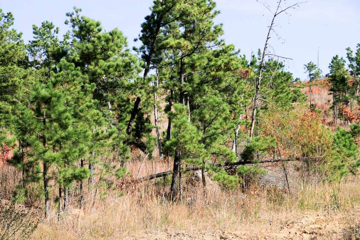 Stone Creek Phase III Tract 60 photo 17