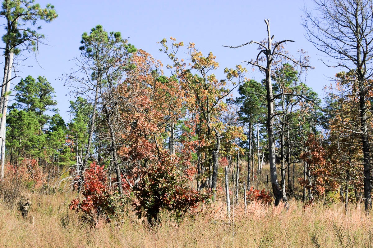 Stone Creek Phase III Tract 60 photo 19