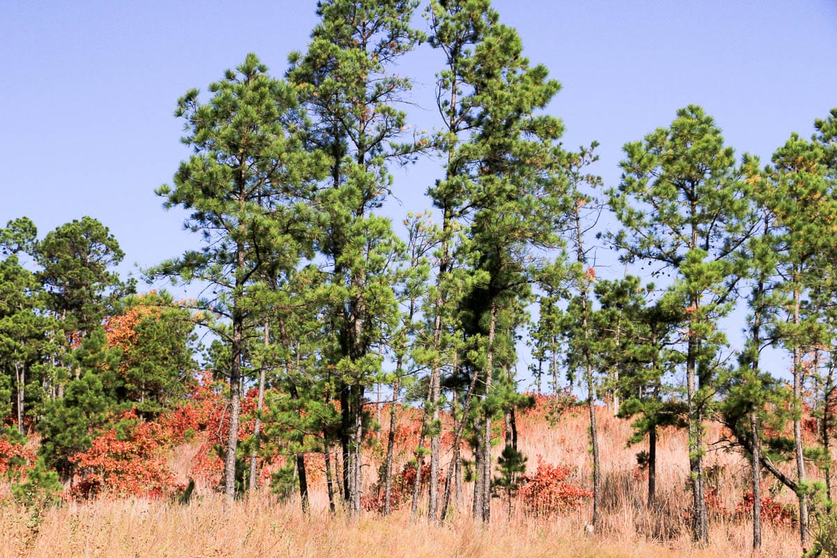 Stone Creek Phase III Tract 60 photo 20