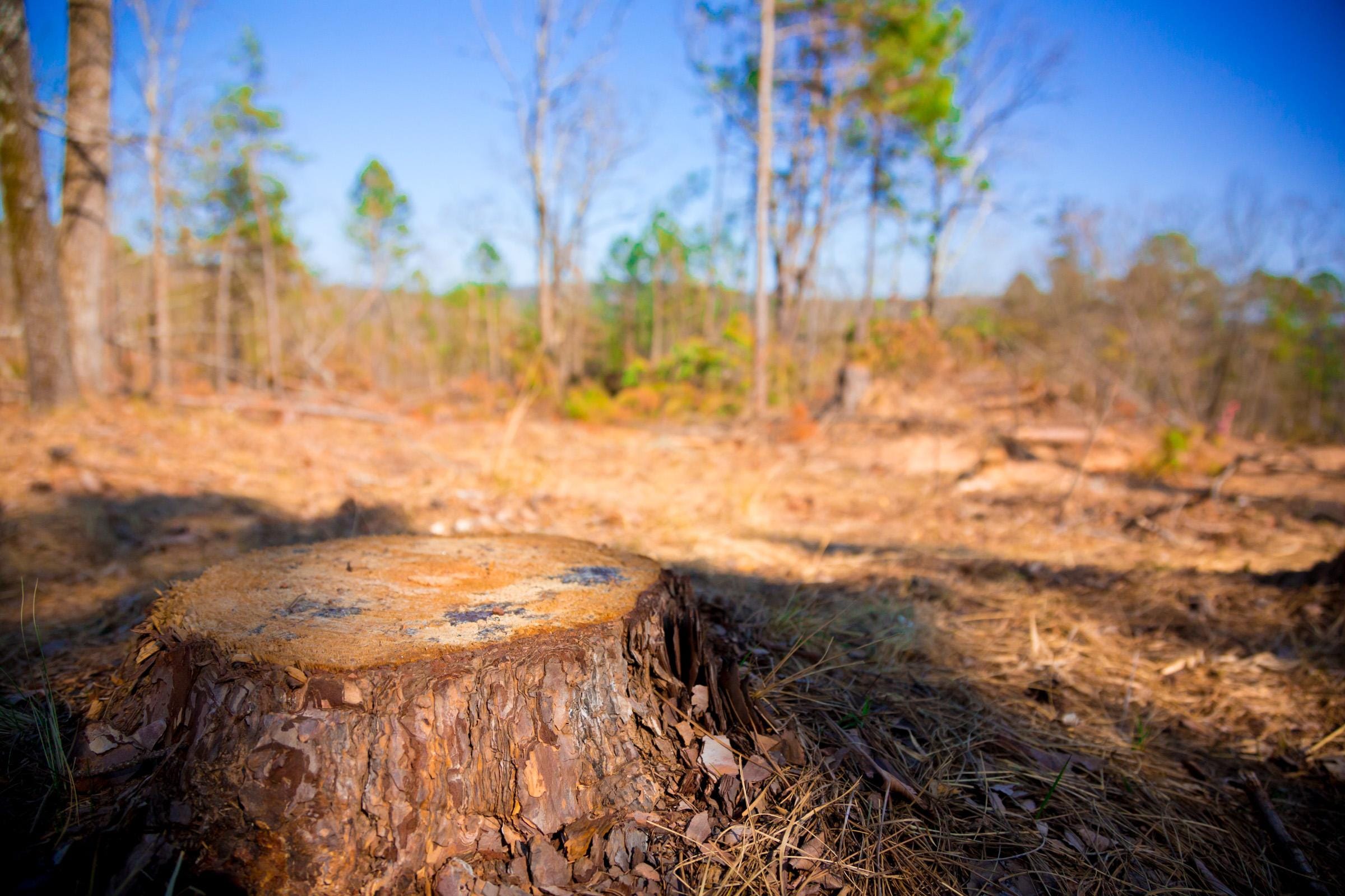 Stone Creek Phase II Tract 117 photo 10