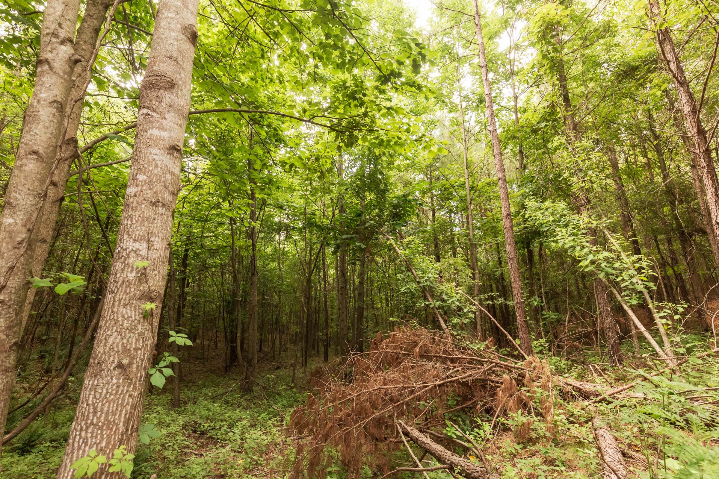 Whiskey Ridge Tract 93 photo 3