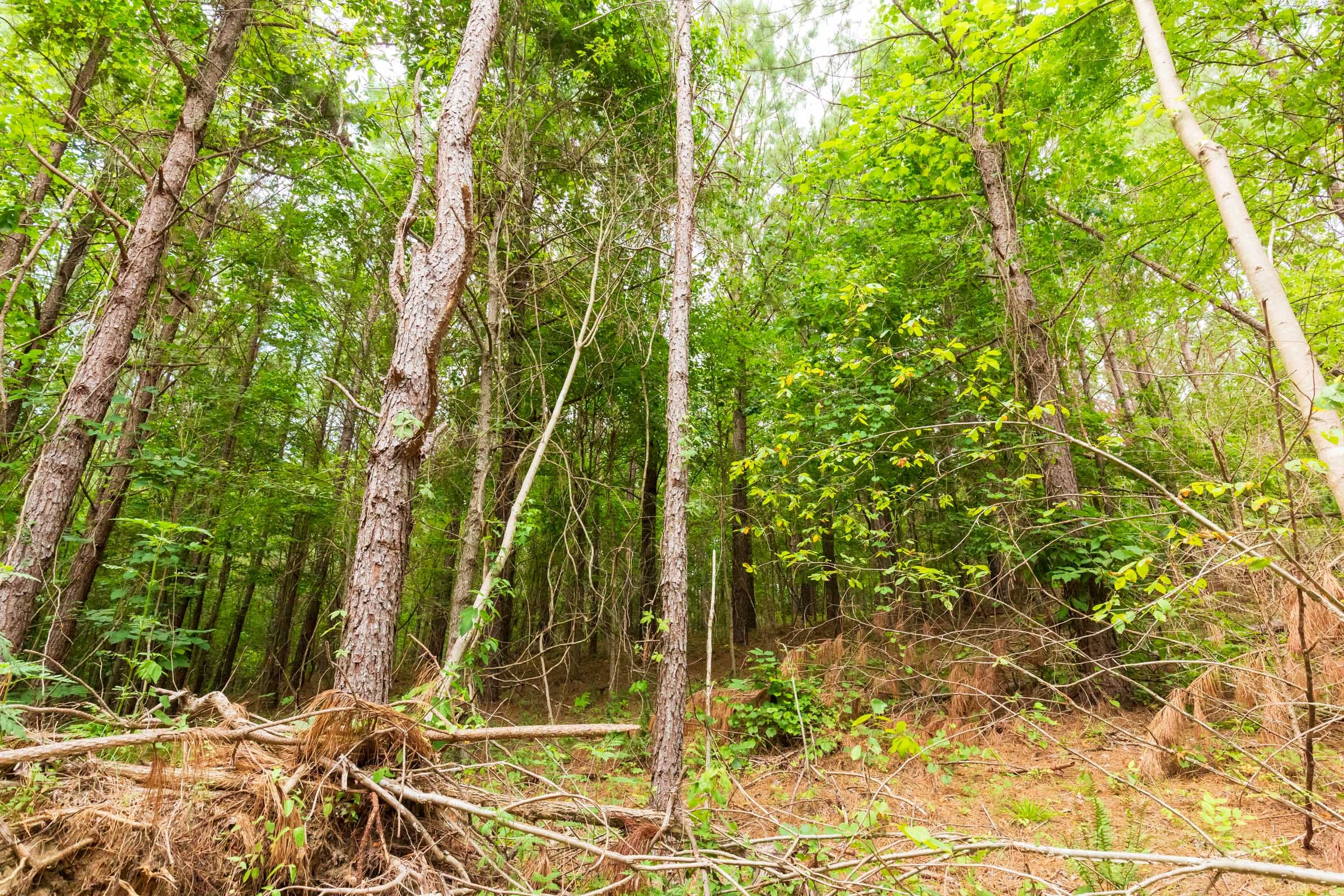 Whiskey Ridge Tract 93 photo 4
