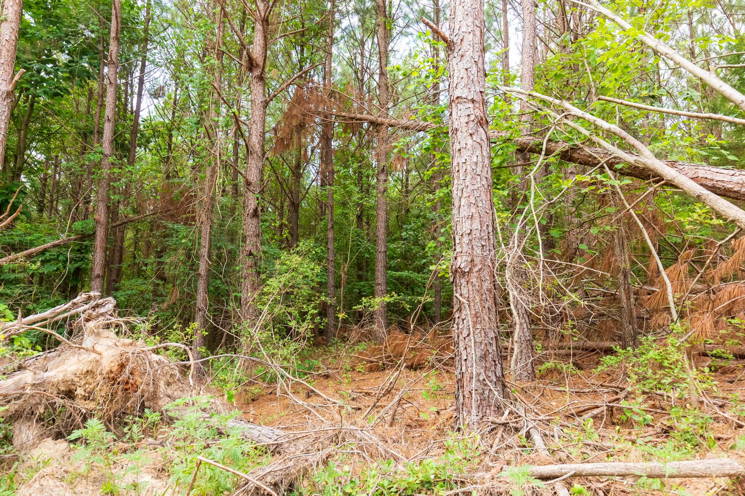 Whiskey Ridge Tract 93 photo 5