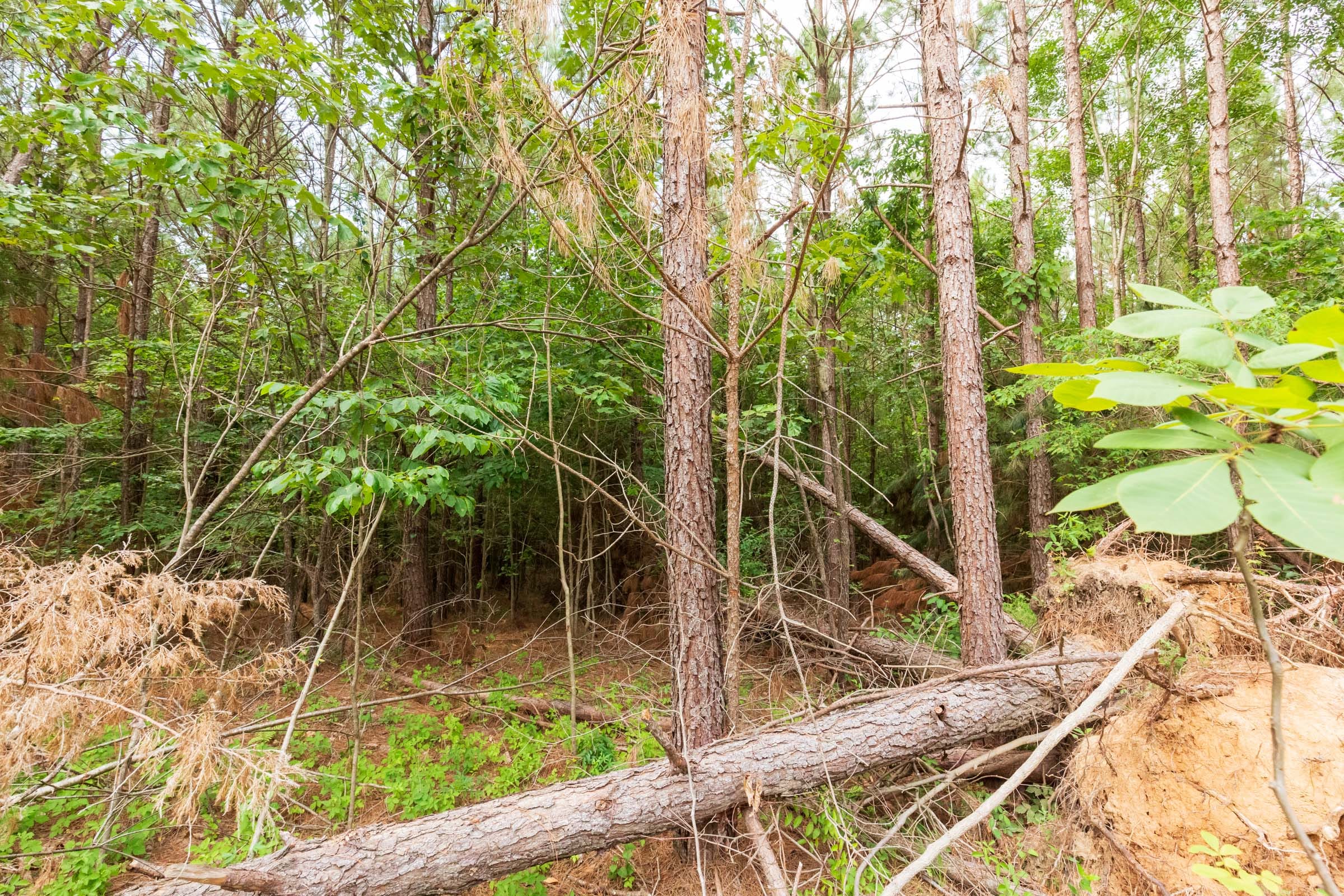 Whiskey Ridge Tract 93 photo 6