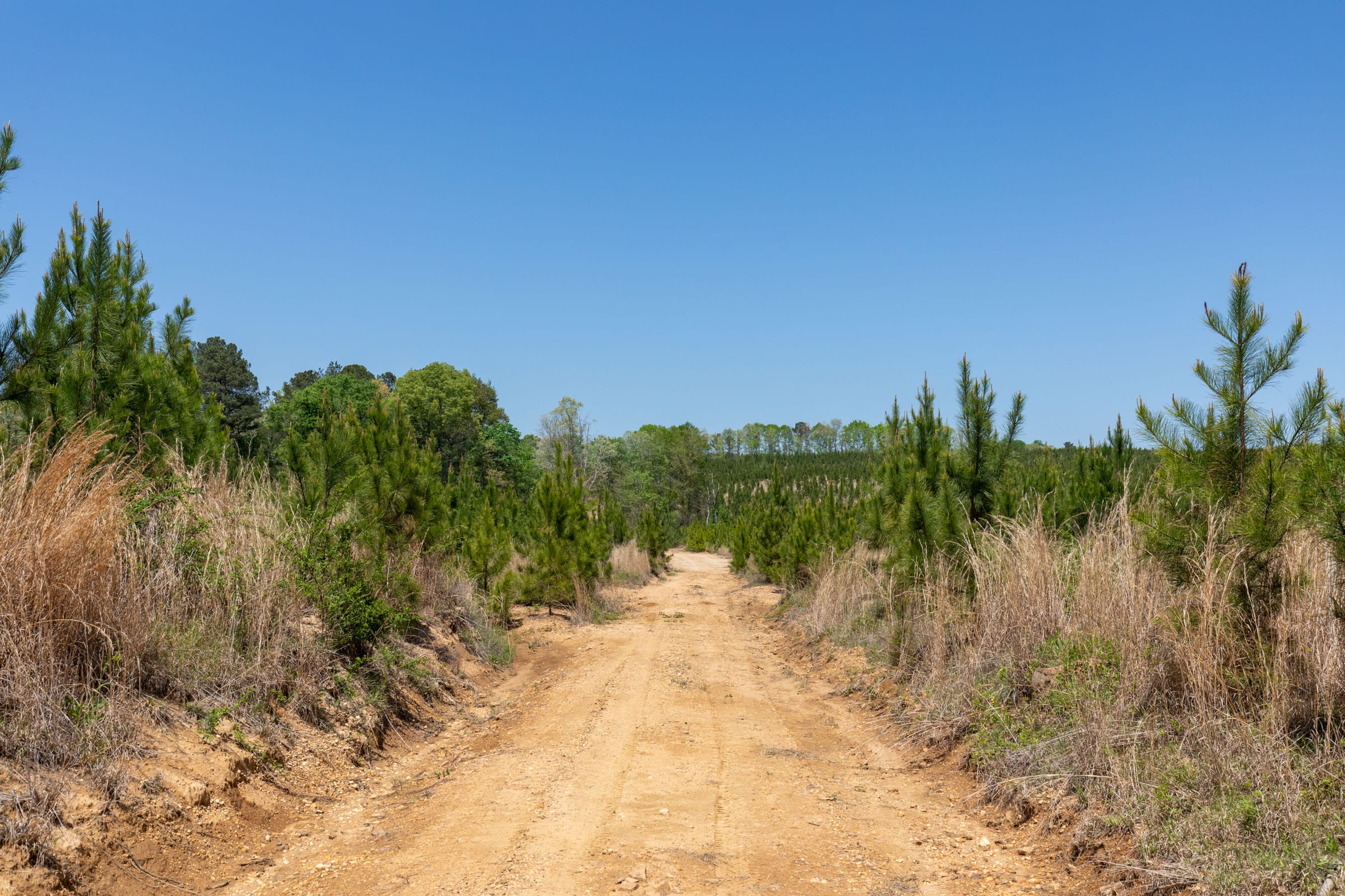 Clear Wood Tract 59 photo 2