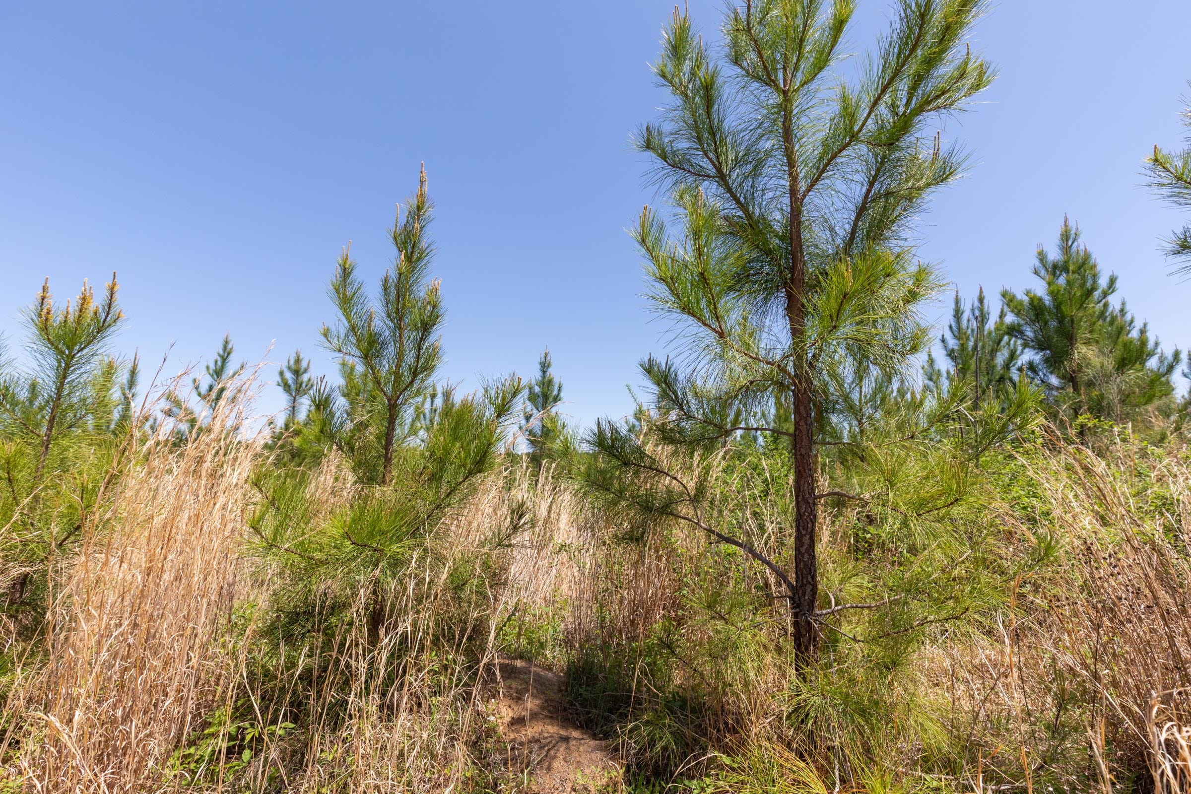 Clear Wood Tract 59 photo 4