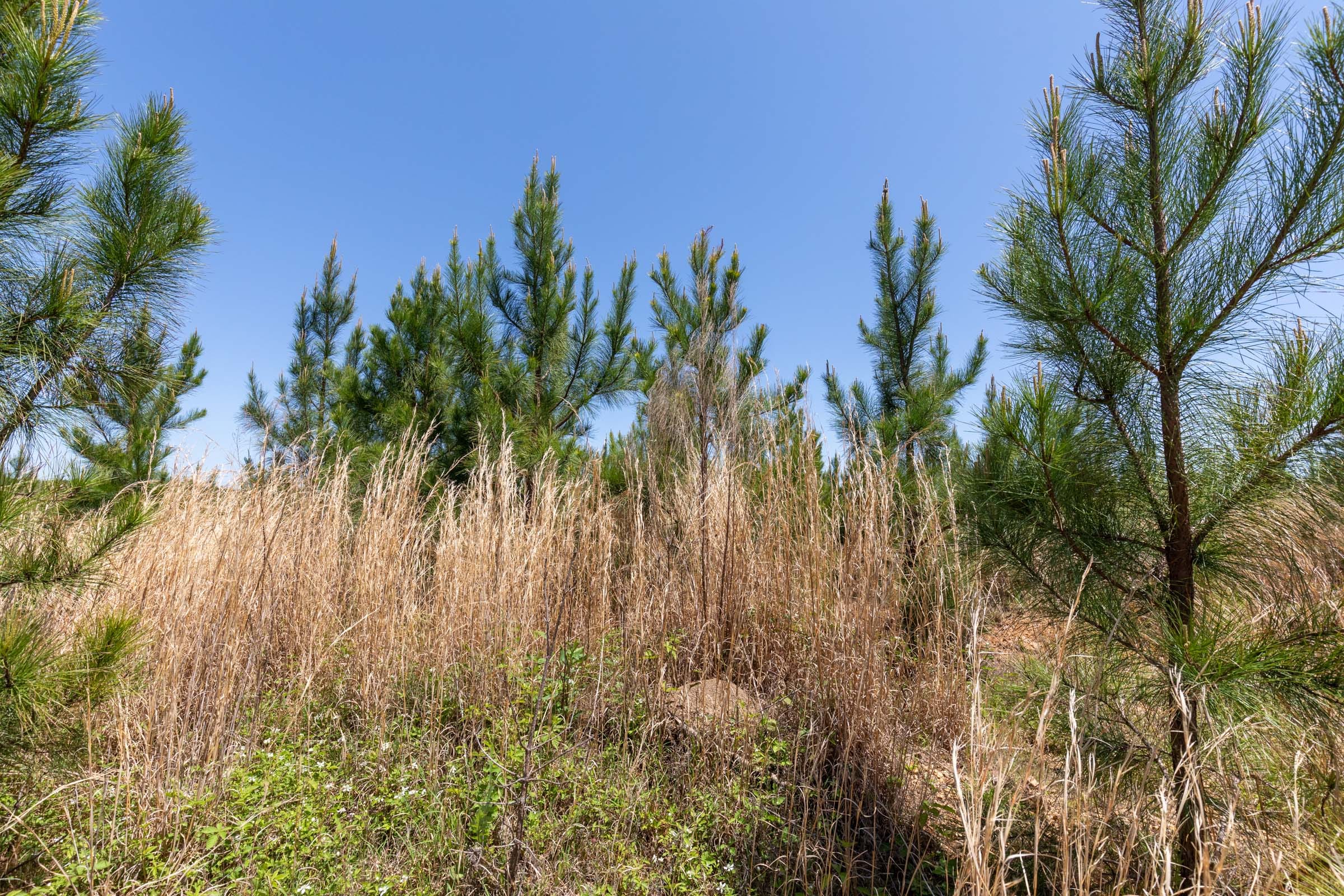 Clear Wood Tract 59 photo 5