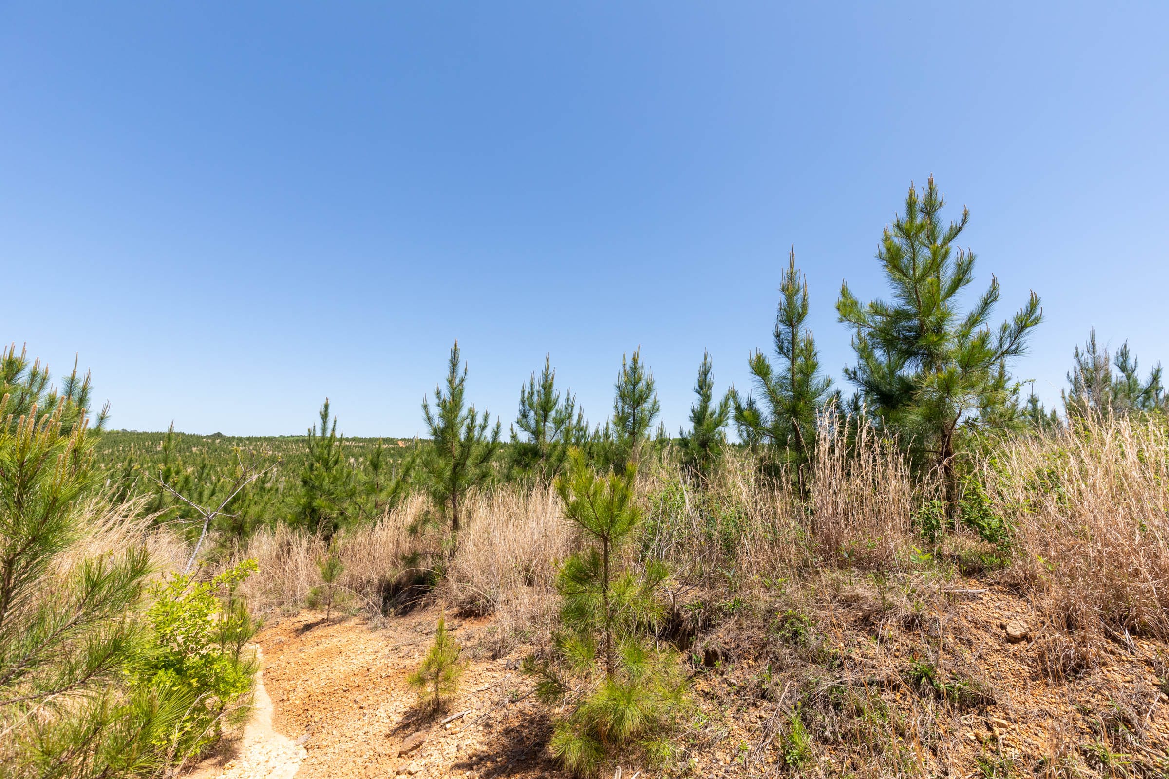 Clear Wood Tract 59 photo 6
