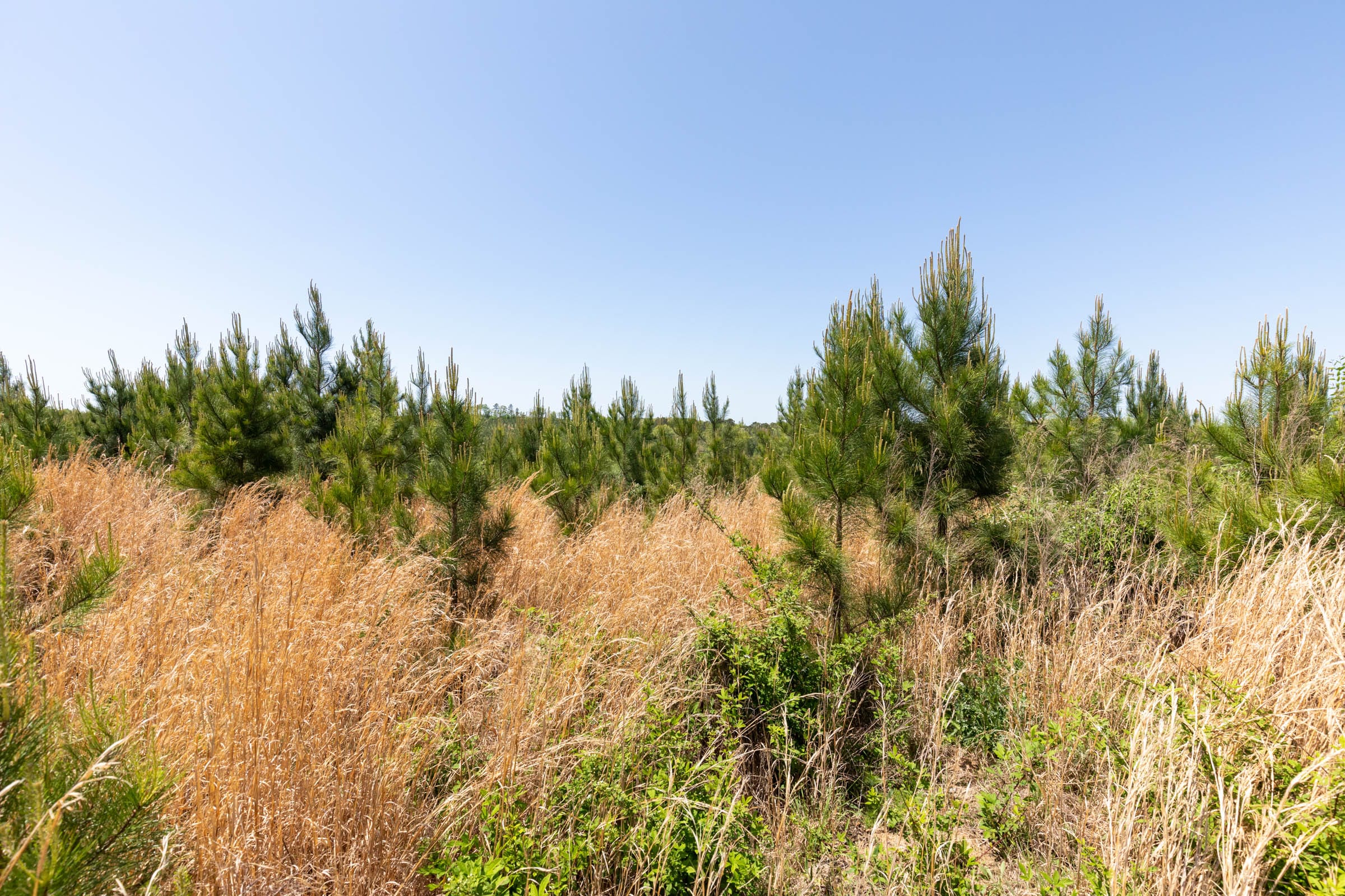 Clear Wood Tract 59 photo 11