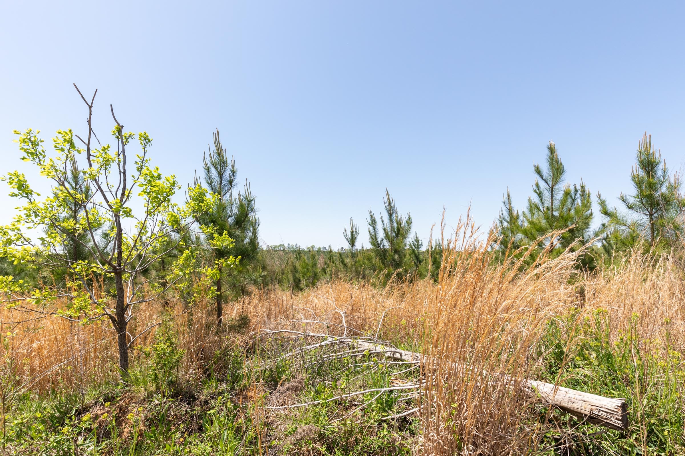 Clear Wood Tract 59 photo 13