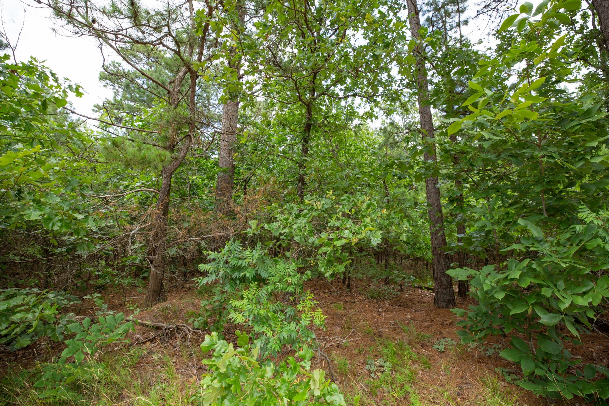Eagle’s Nest Tract 45 photo 2