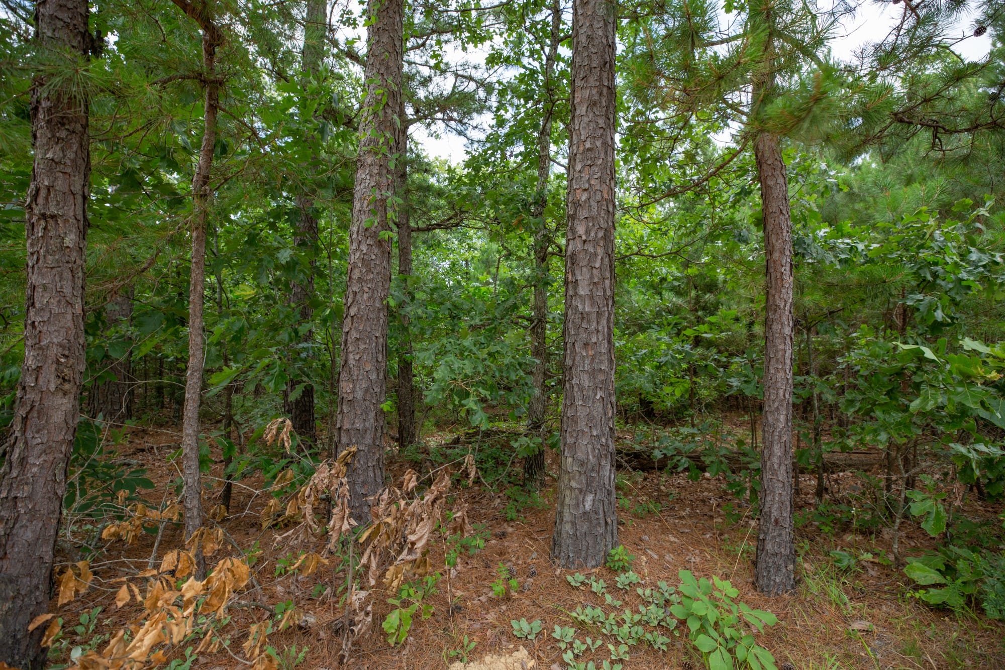 Eagle’s Nest Tract 45 photo 3